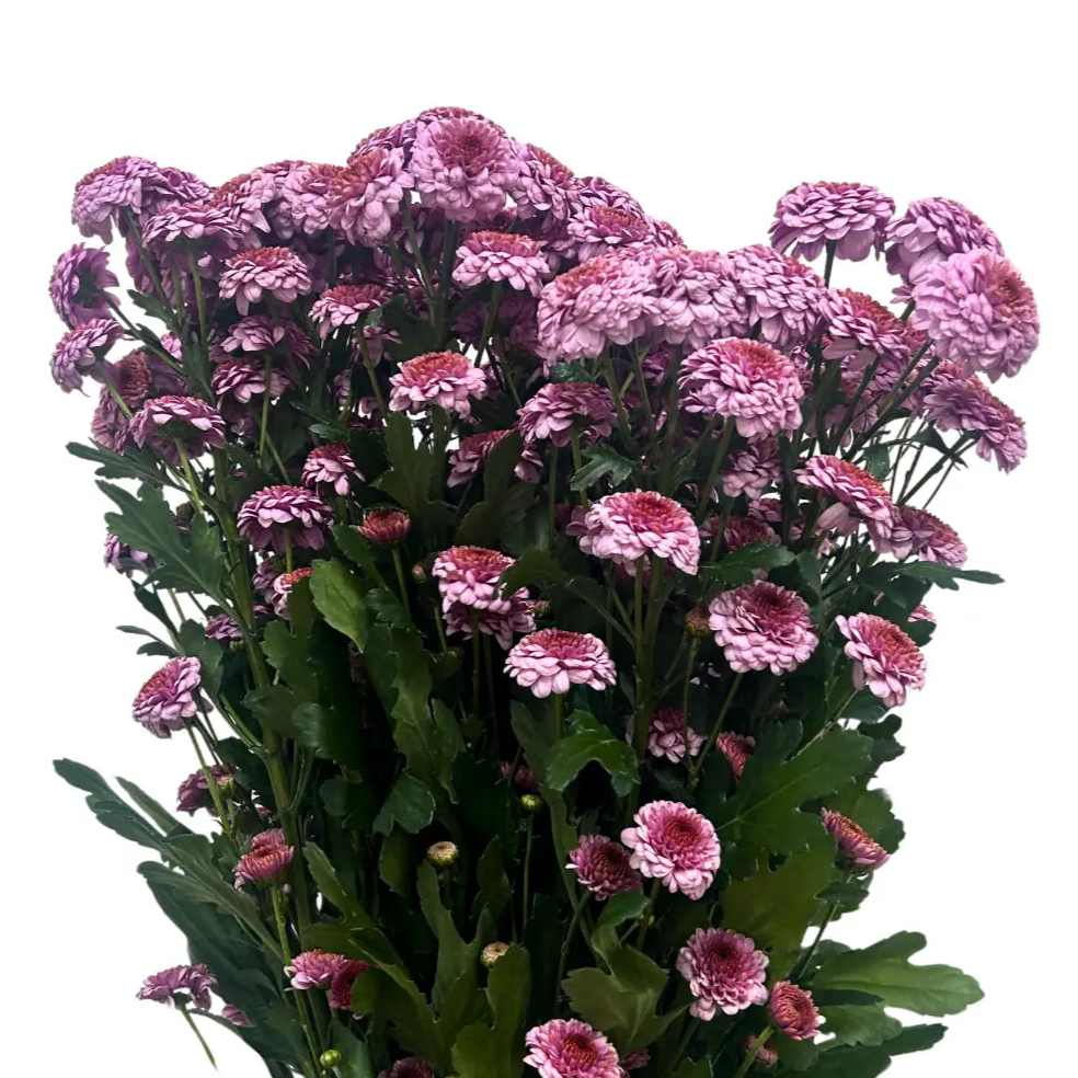 chrysanthemum pom pom button pink