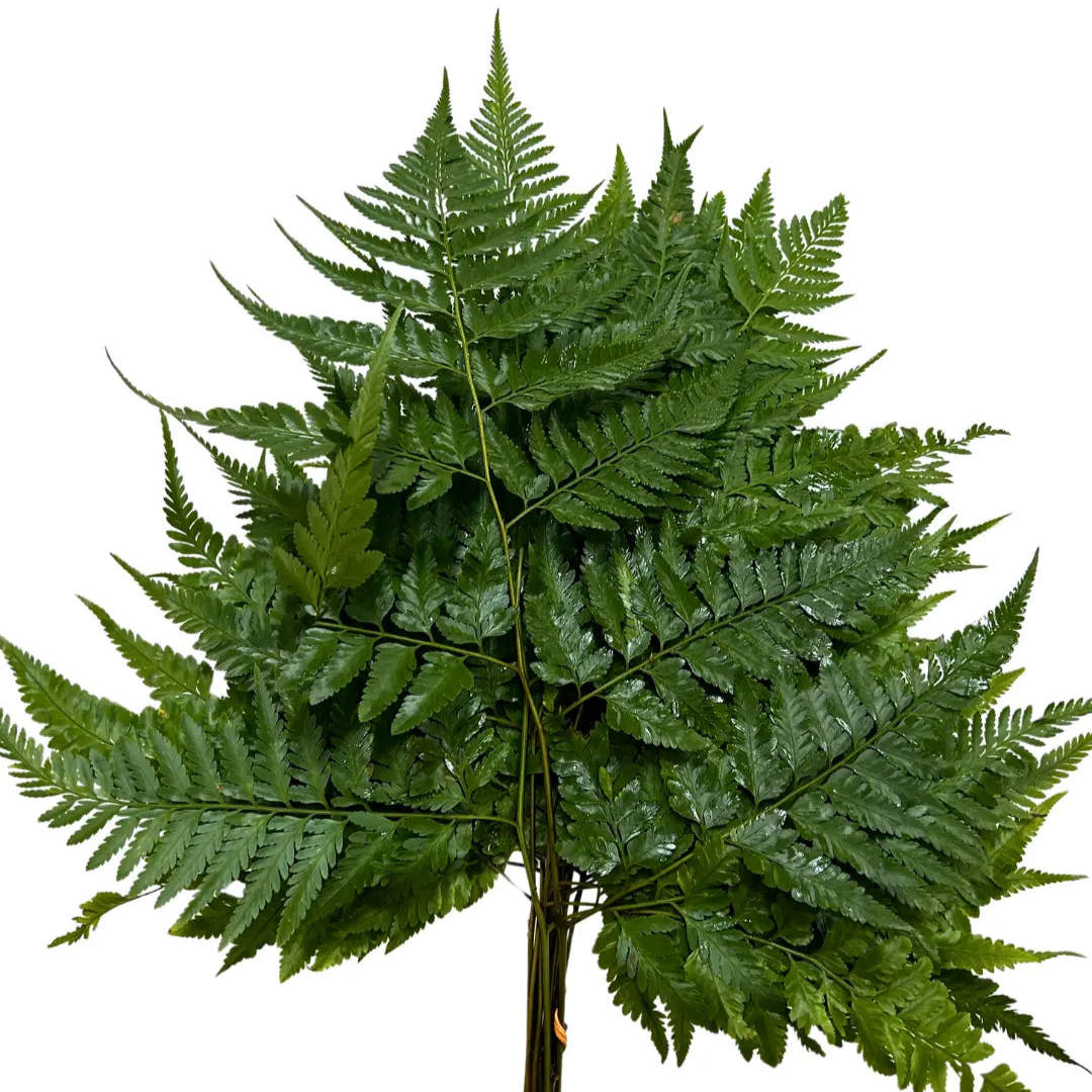 paku leaf
