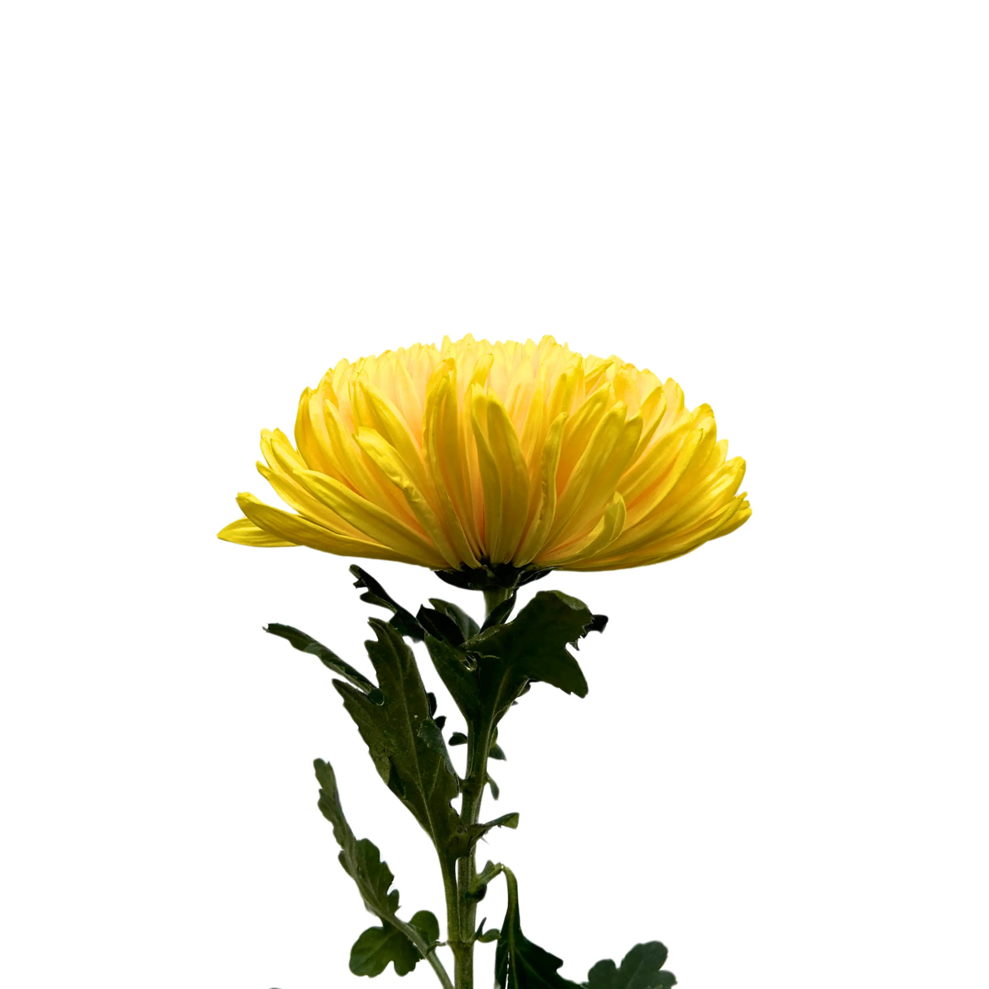 Net Mum Yellow - fafa.factory