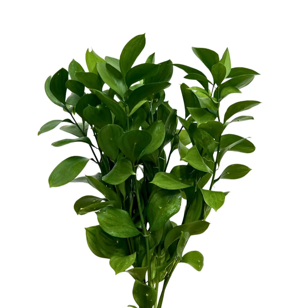 ruscus