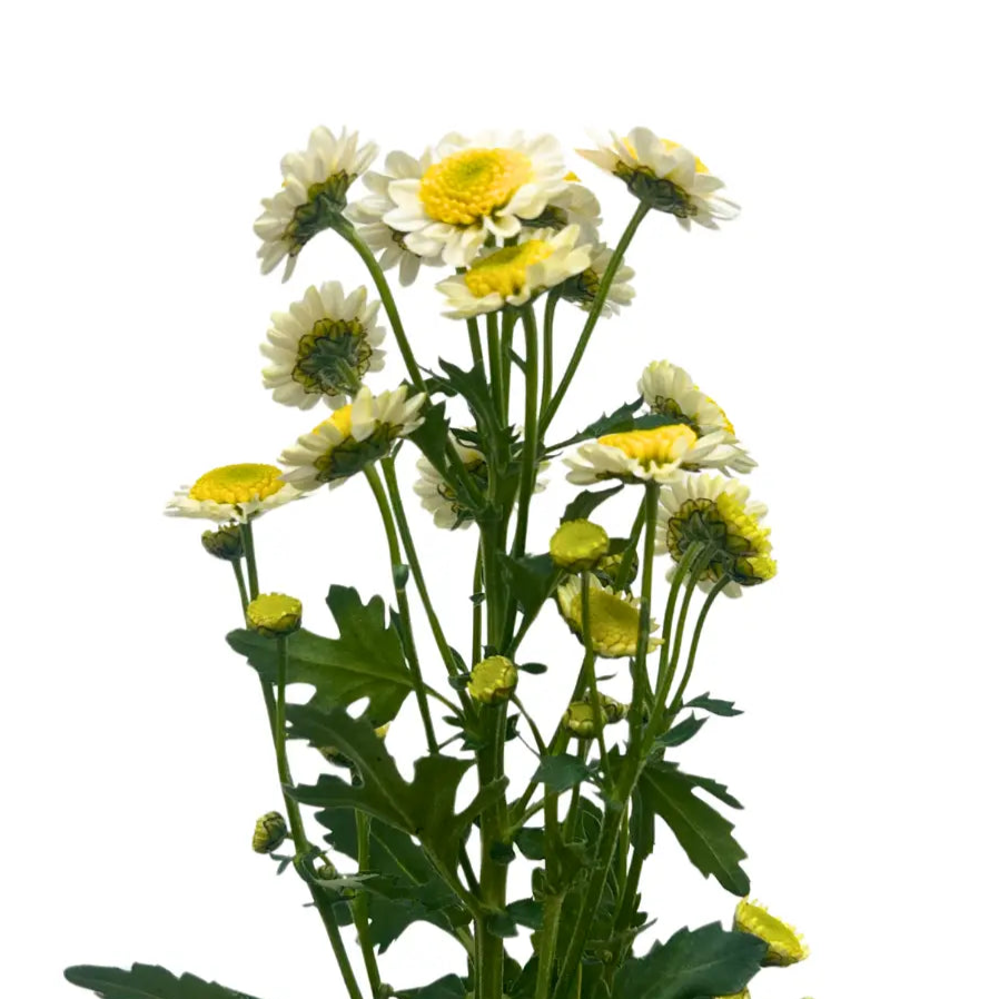 chrysanthemum pom pom telur mata