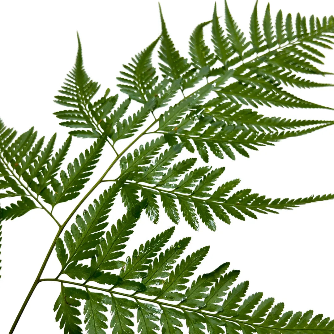 paku leaf