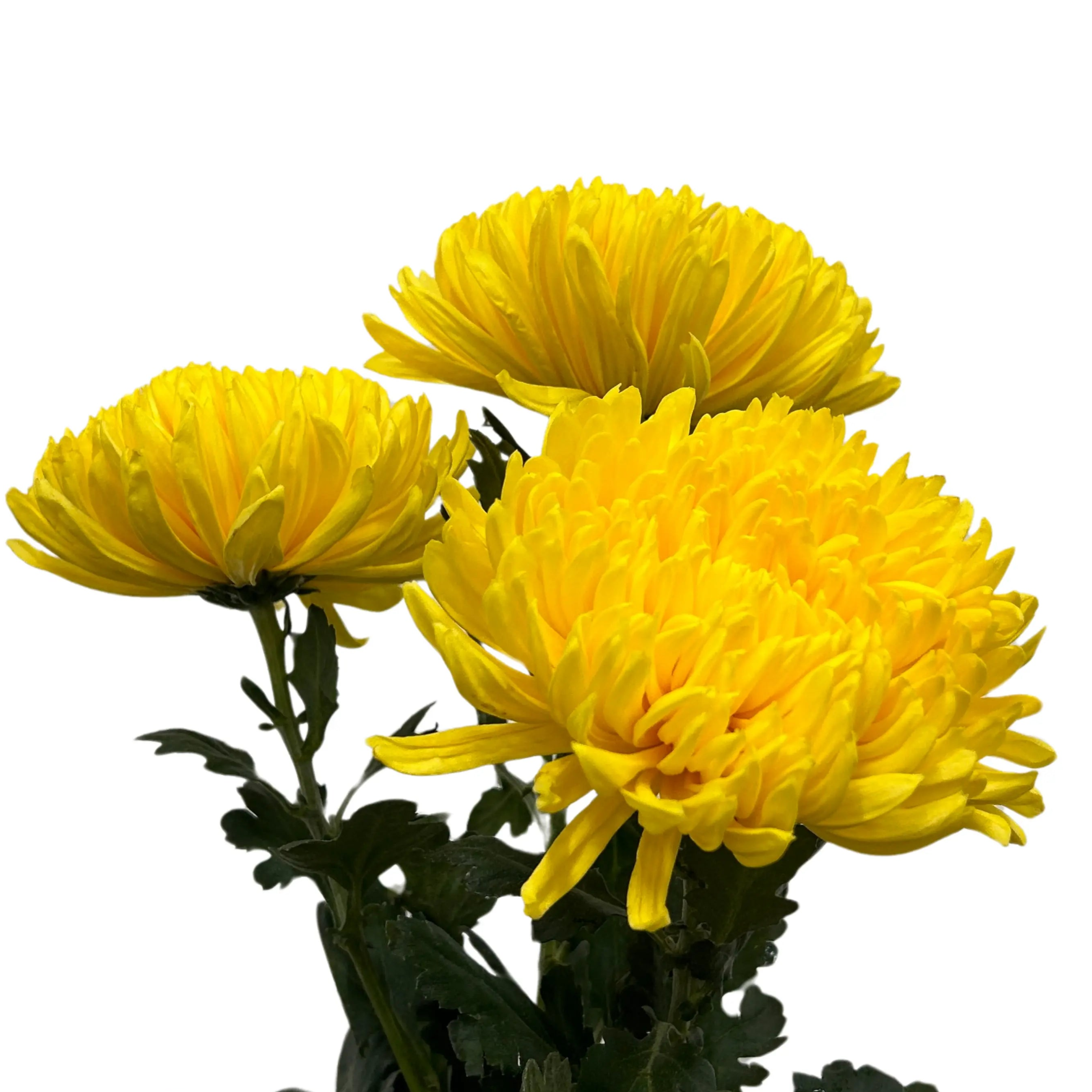 Net Mum Yellow - fafa.factory