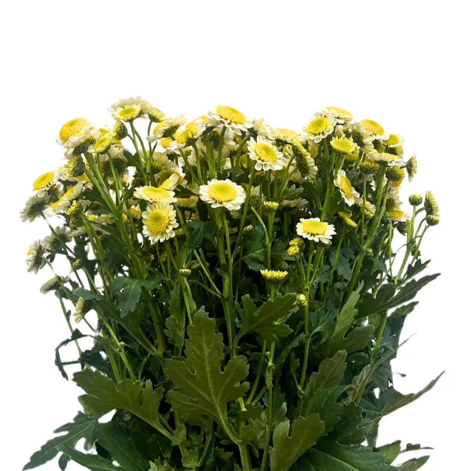 chrysanthemum pom pom telur mata