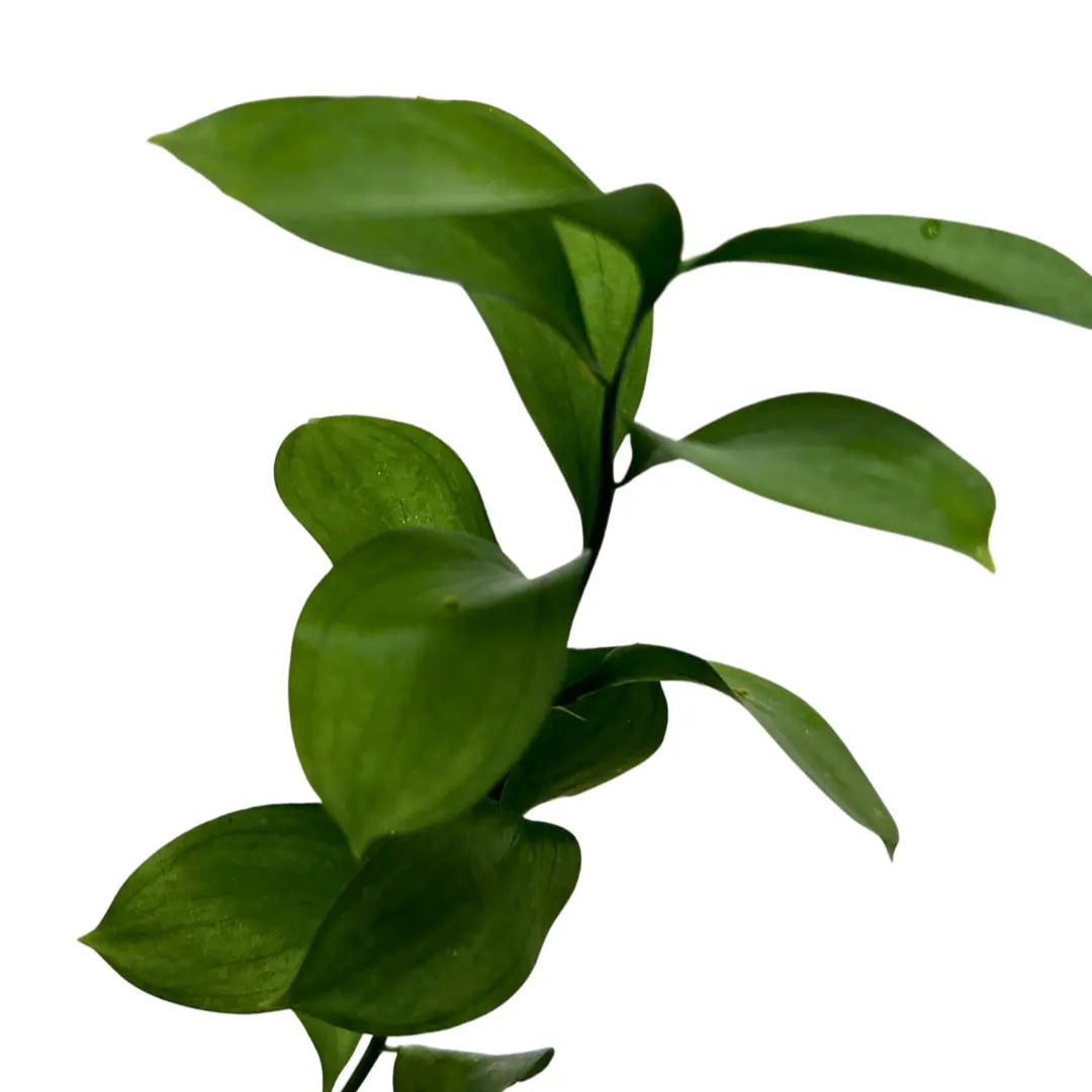 ruscus