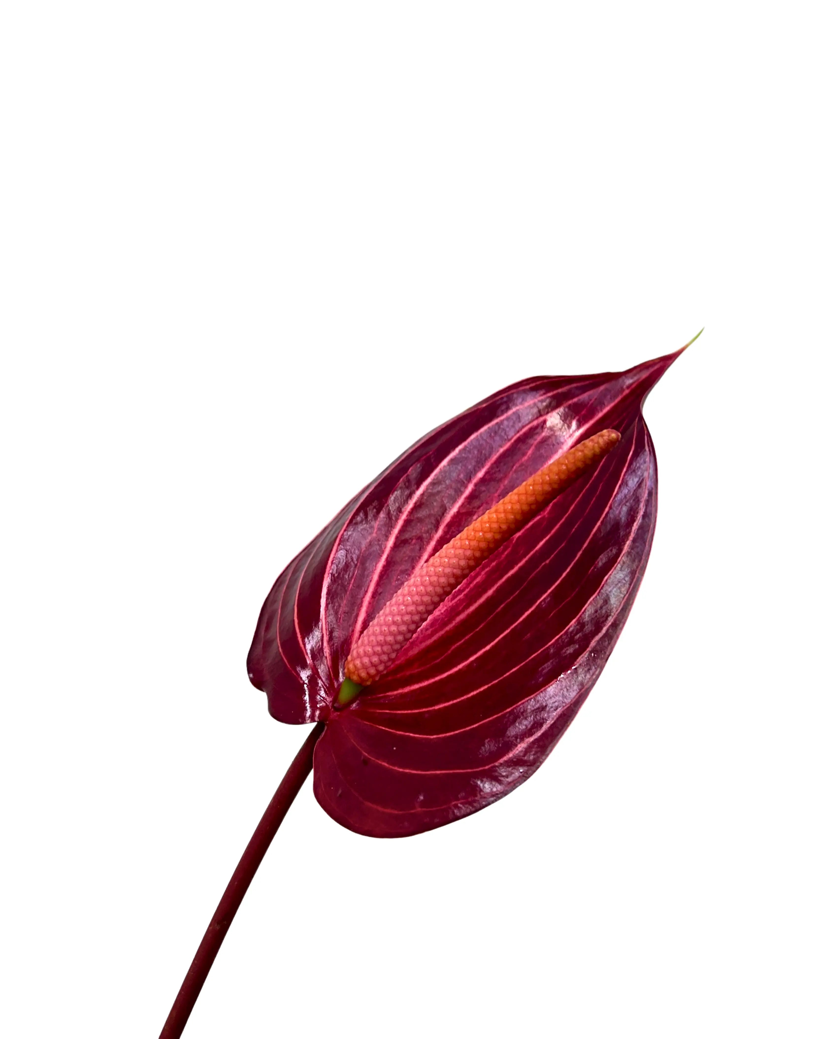 Anthurium Safari Stem