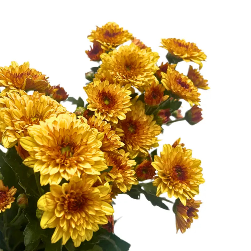 chrysanthemum pom pom orange