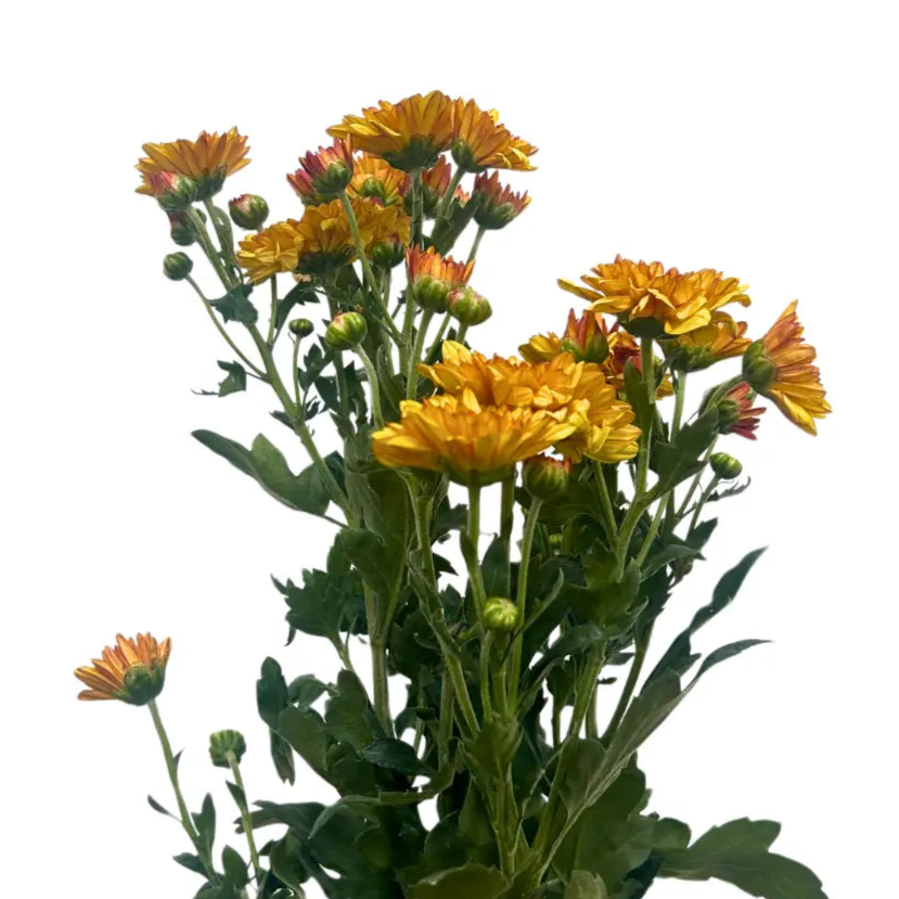 chrysanthemum pom pom orange