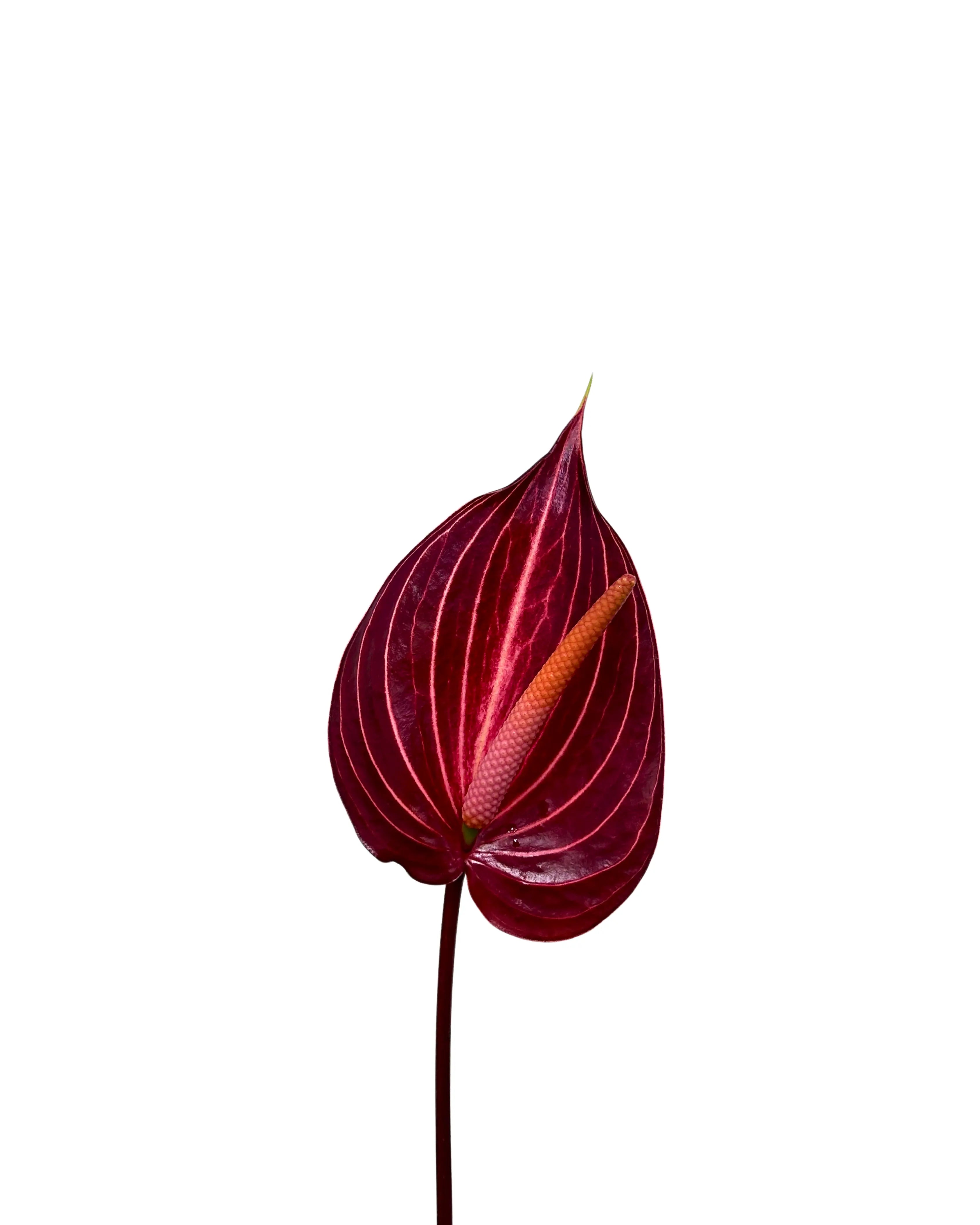 Anthurium Safari Stem