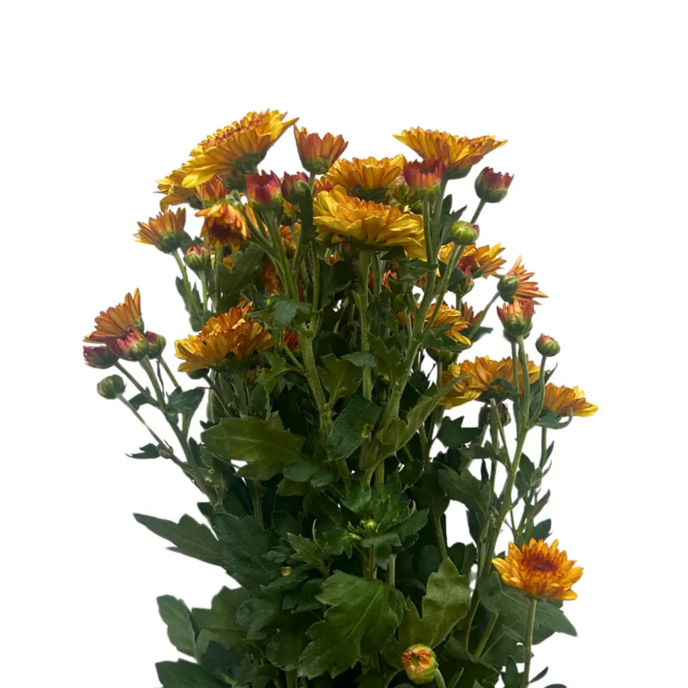 chrysanthemum pom pom orange