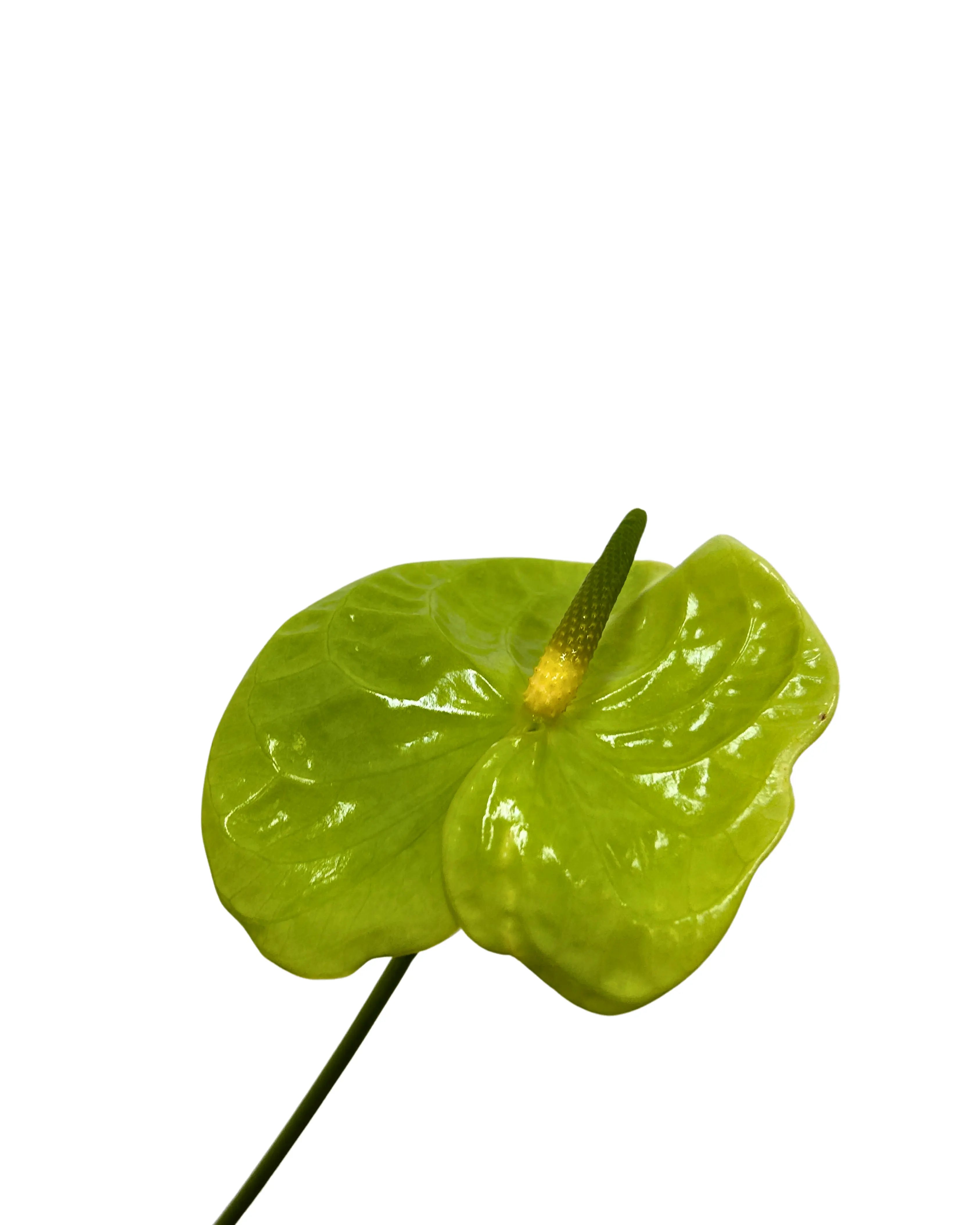 Anthurium Green Stem