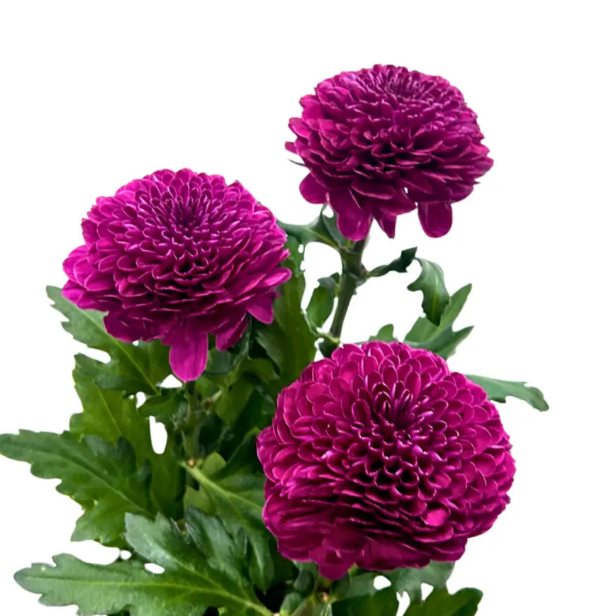 chrysanthemum ping pong purple