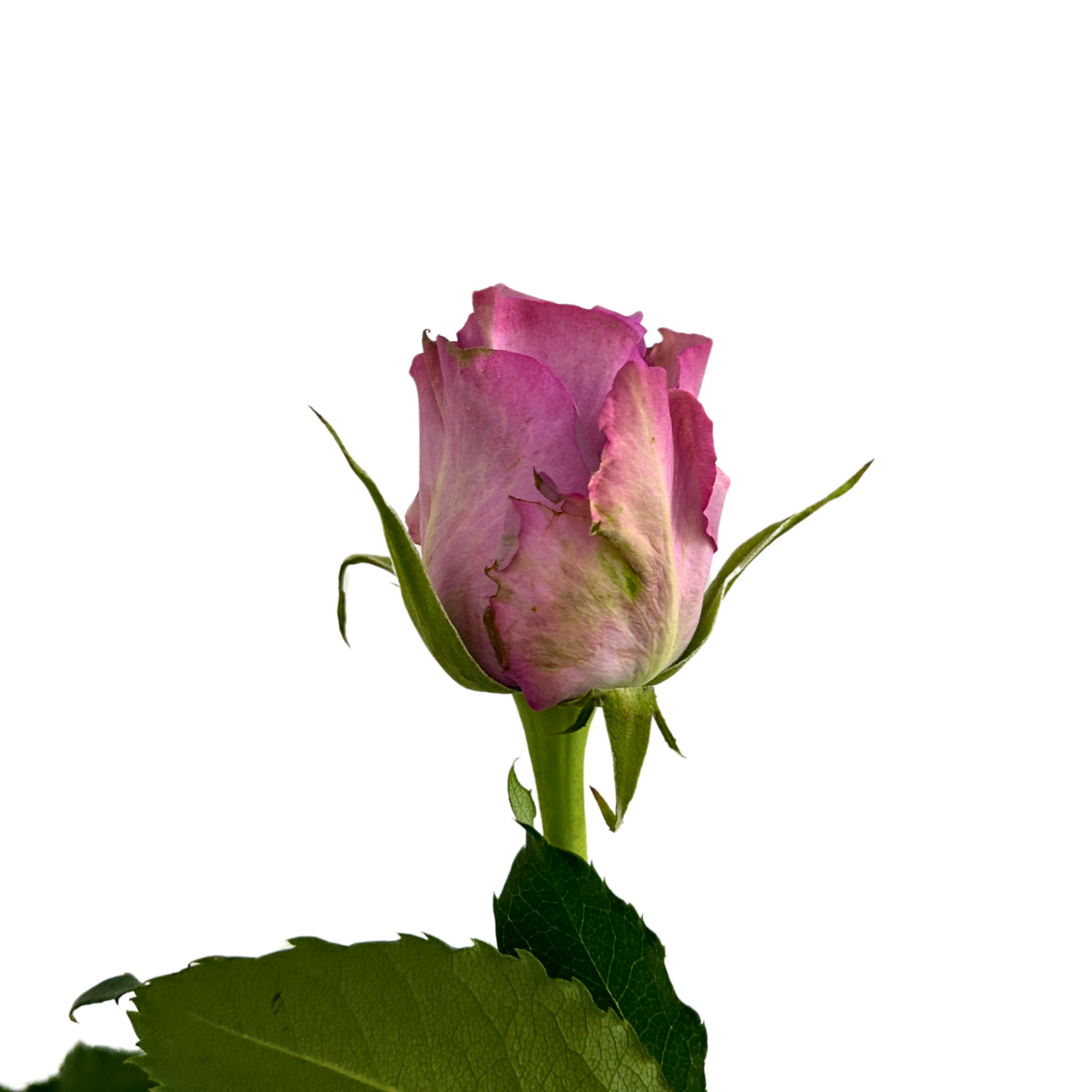 Rose Roselle for Florists Malaysia – Wholesale Flower Supply