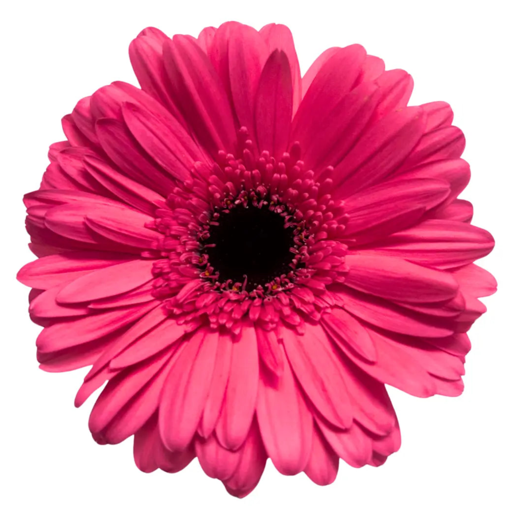 gerbera shocking pink