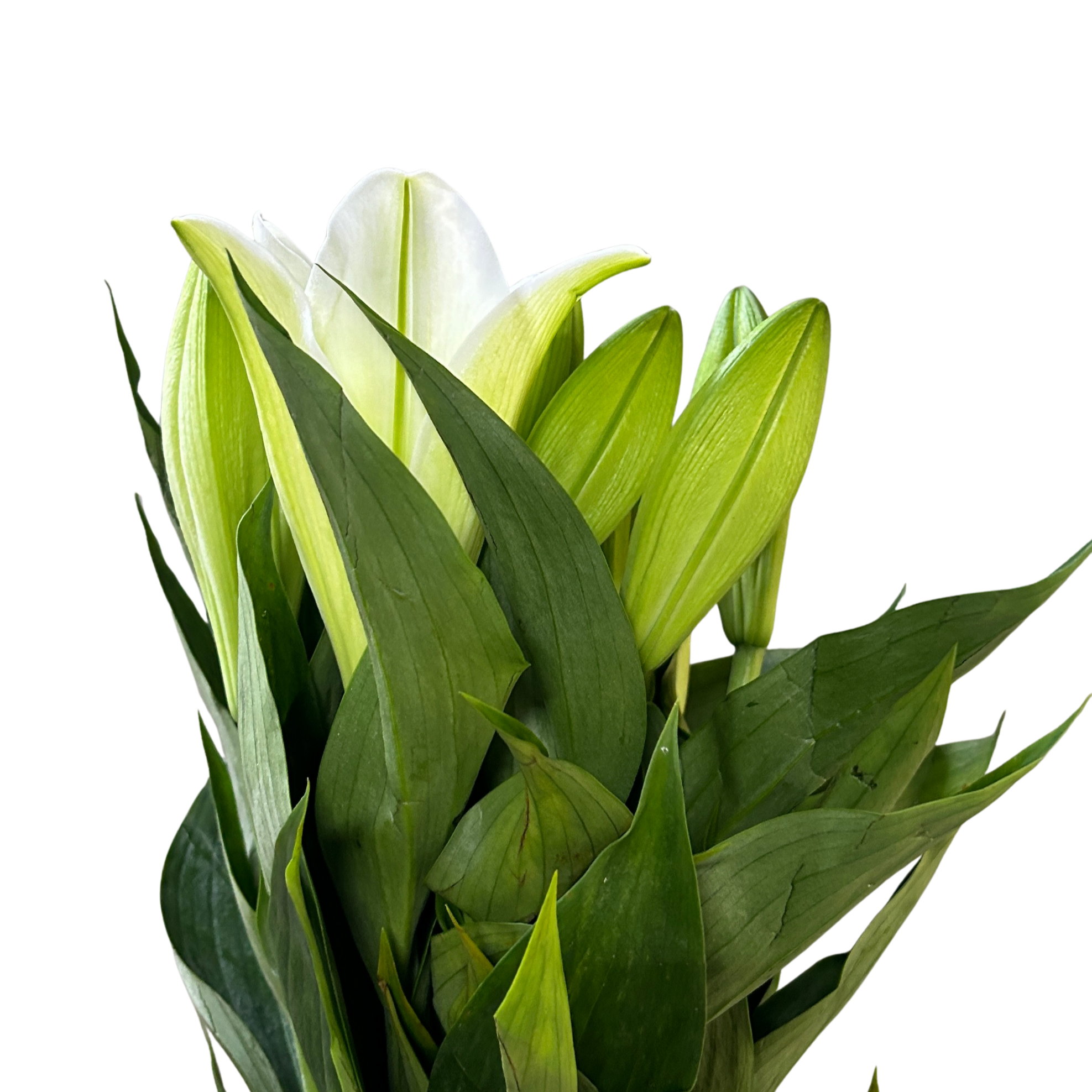 Madonna Lily White (1) for Florists Malaysia – Wholesale Flower Supply