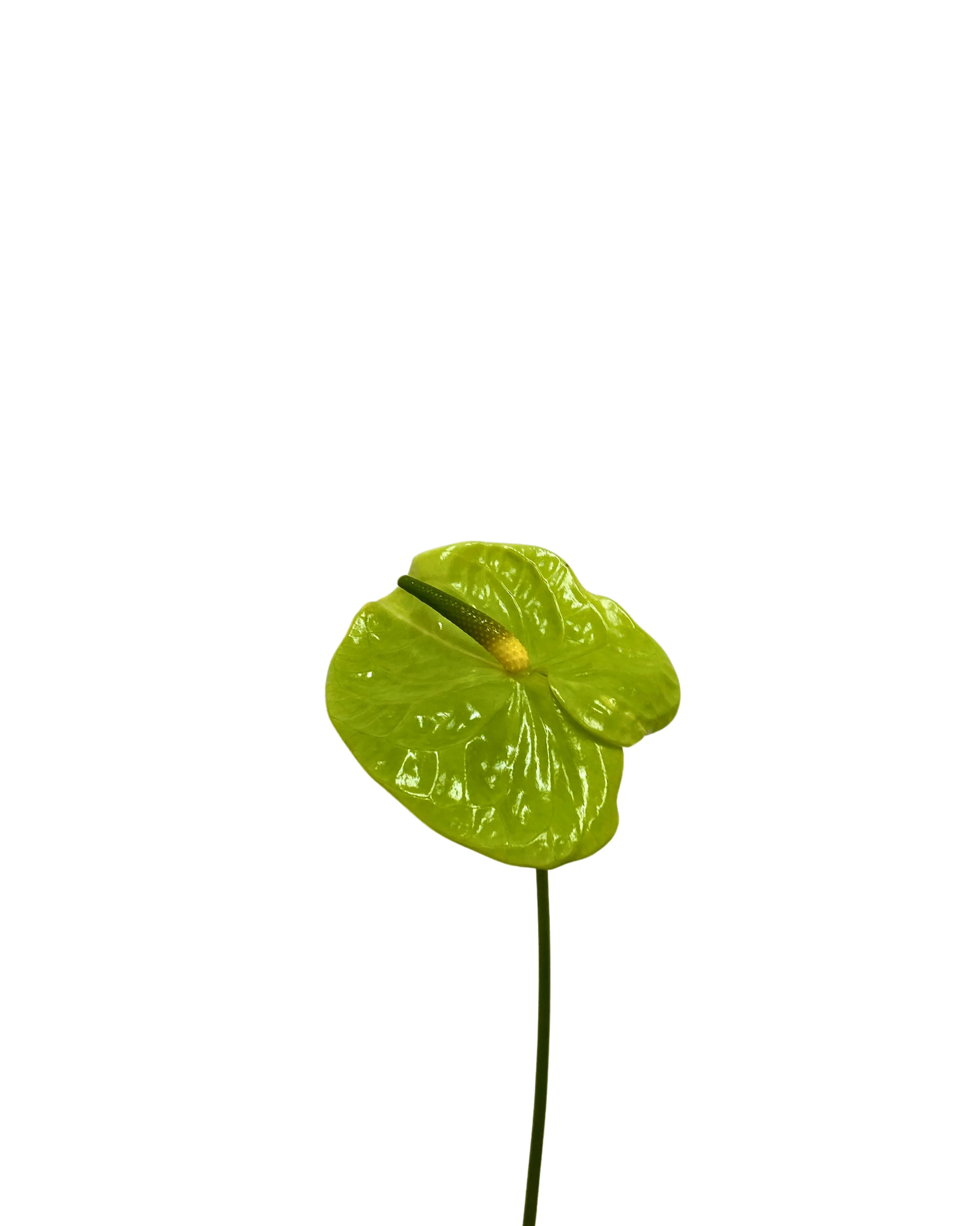 Anthurium Green Stem