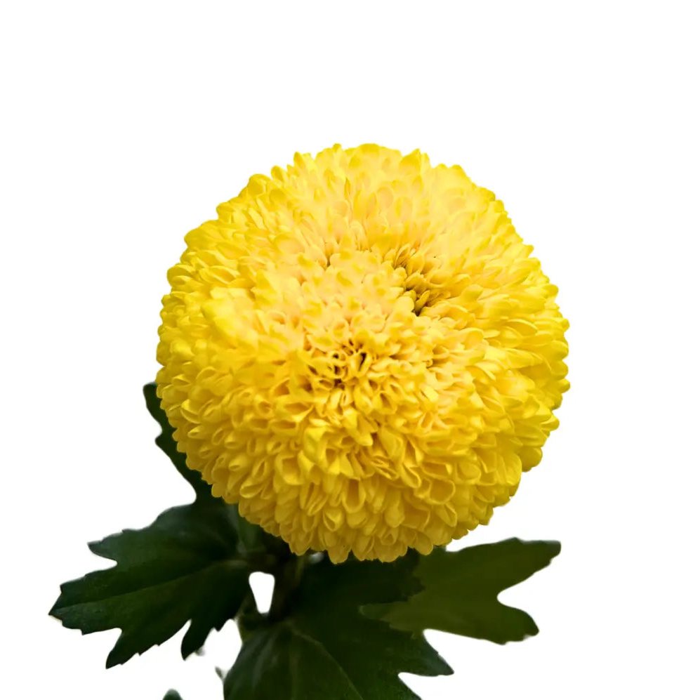chrysanthemum ping pong yellow