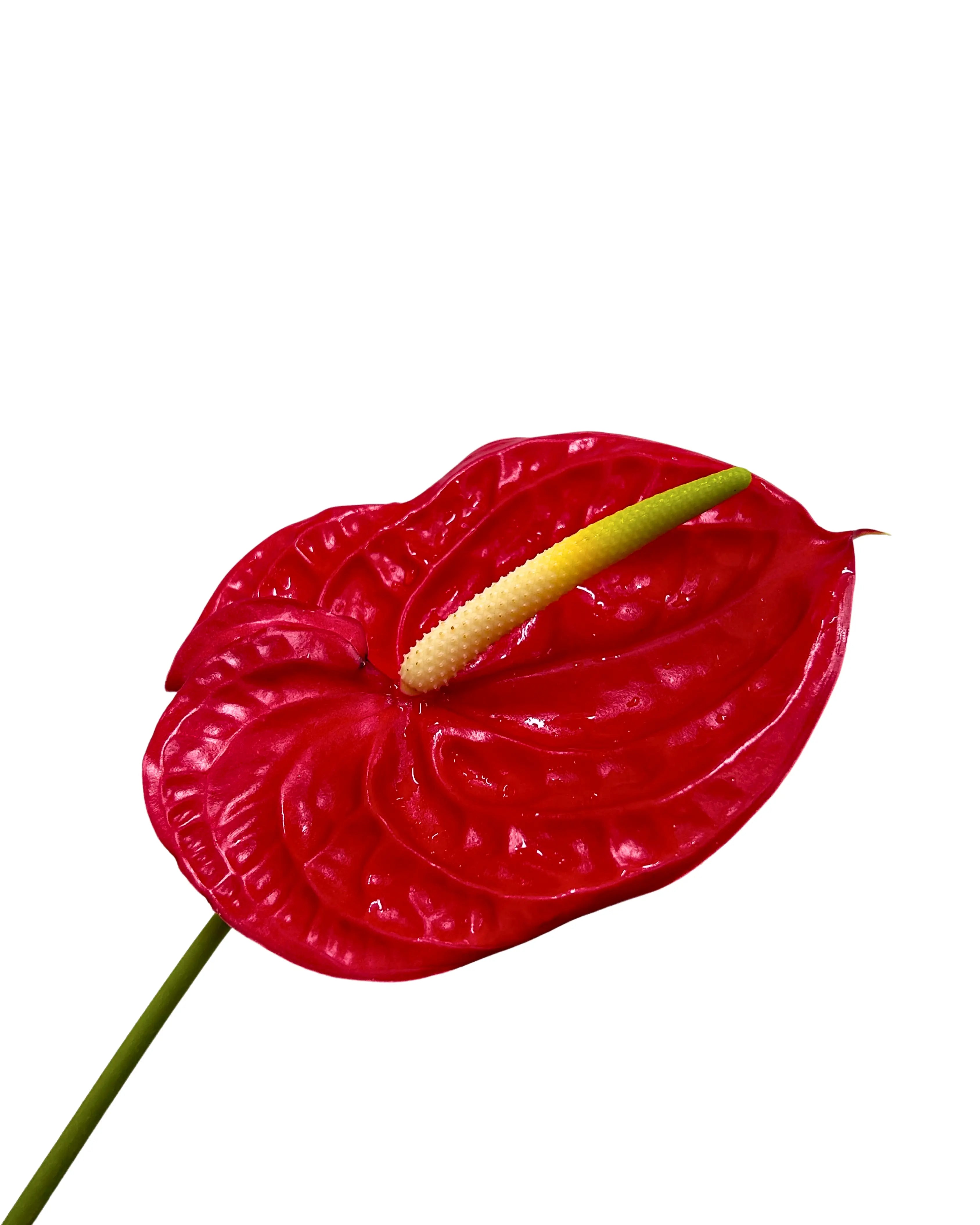 Anthurium Red Stem