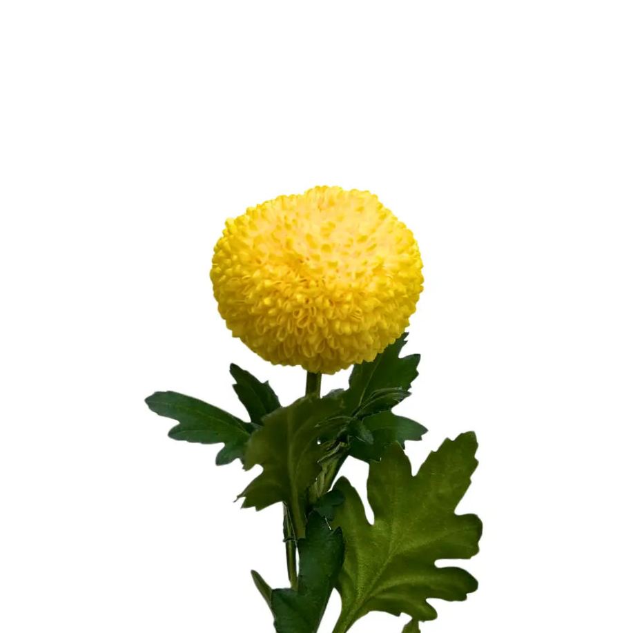 chrysanthemum ping pong yellow