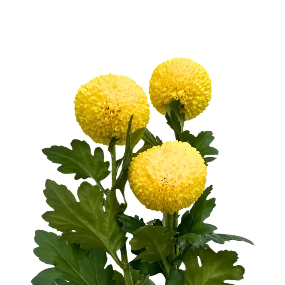 chrysanthemum ping pong yellow