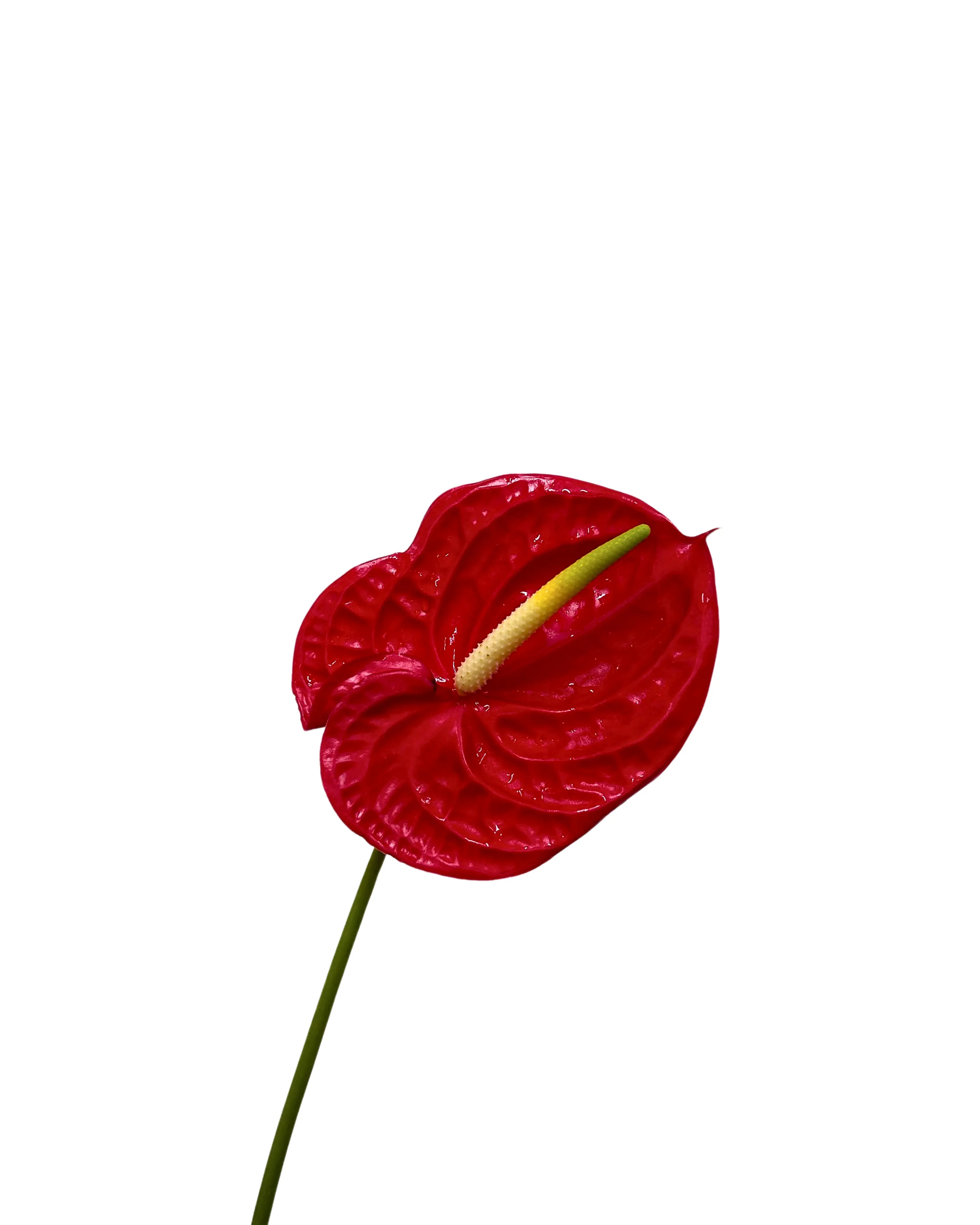 Anthurium Red Stem