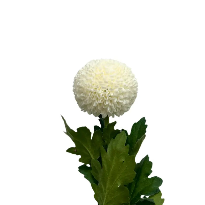 chrysanthemum ping pong white