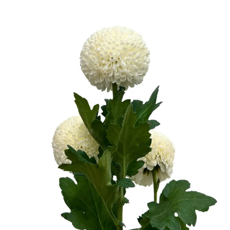 chrysanthemum ping pong white