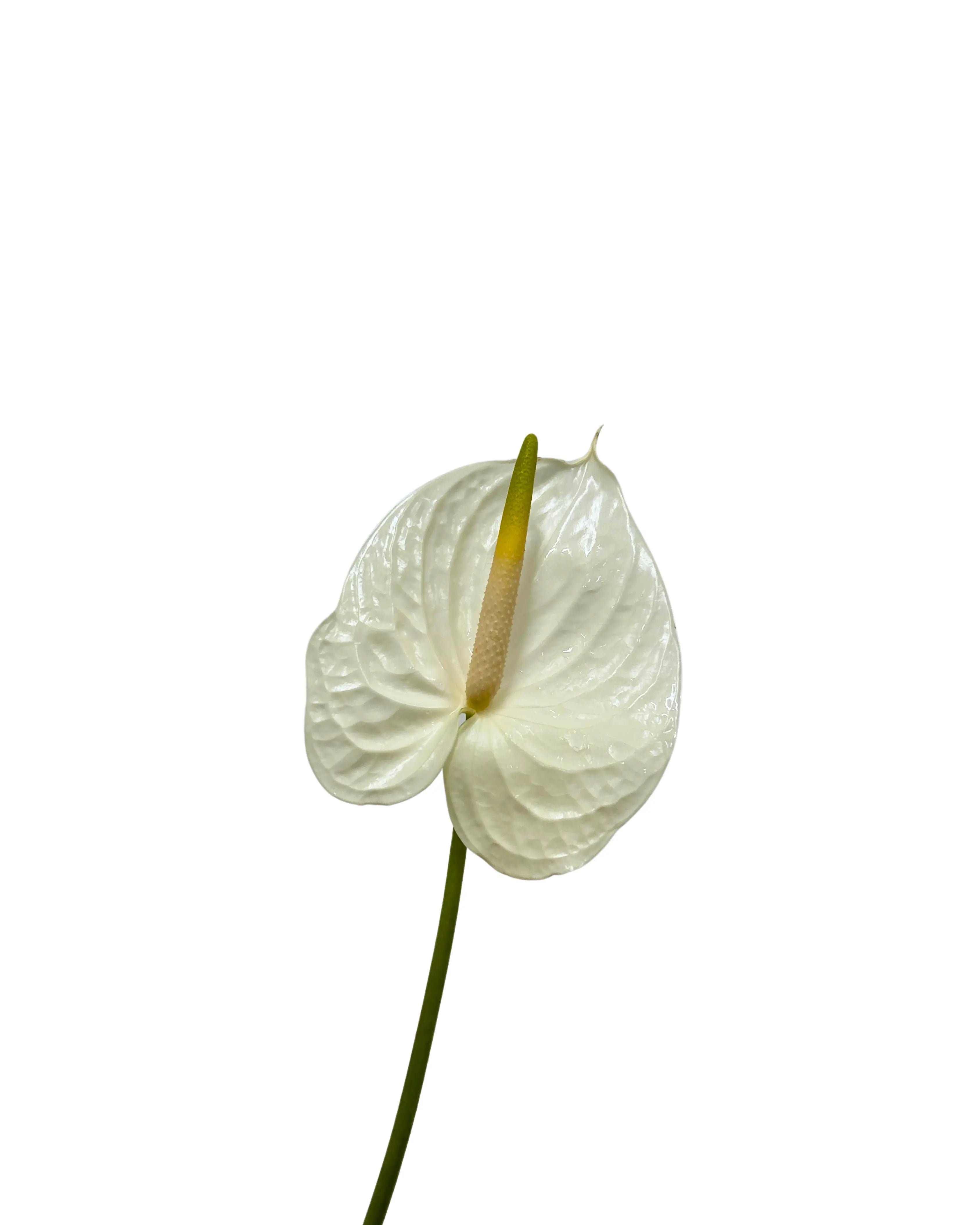 Anthurium White Stem