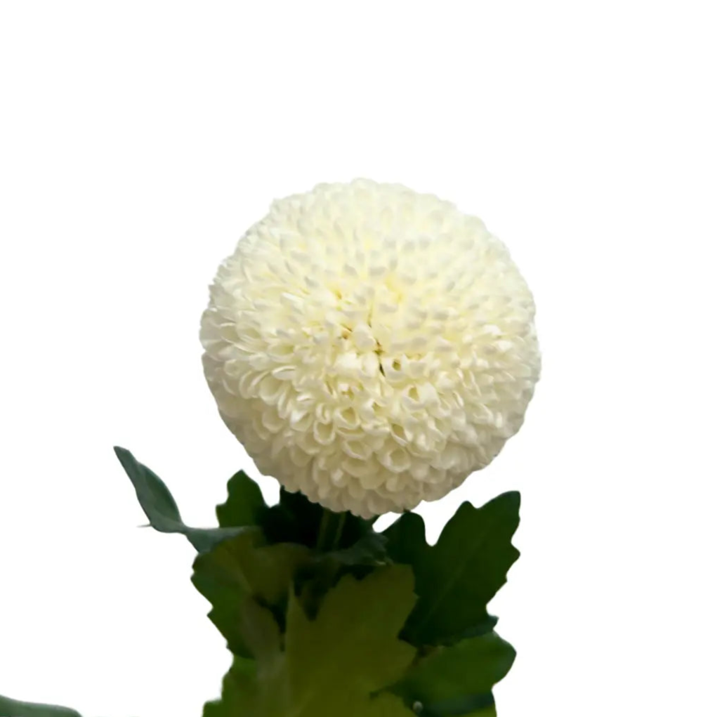 chrysanthemum ping pong white