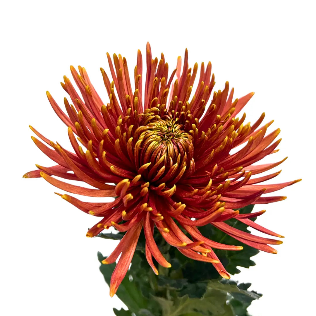 chrysanthemum mum jimba mum anatasia chispa brown