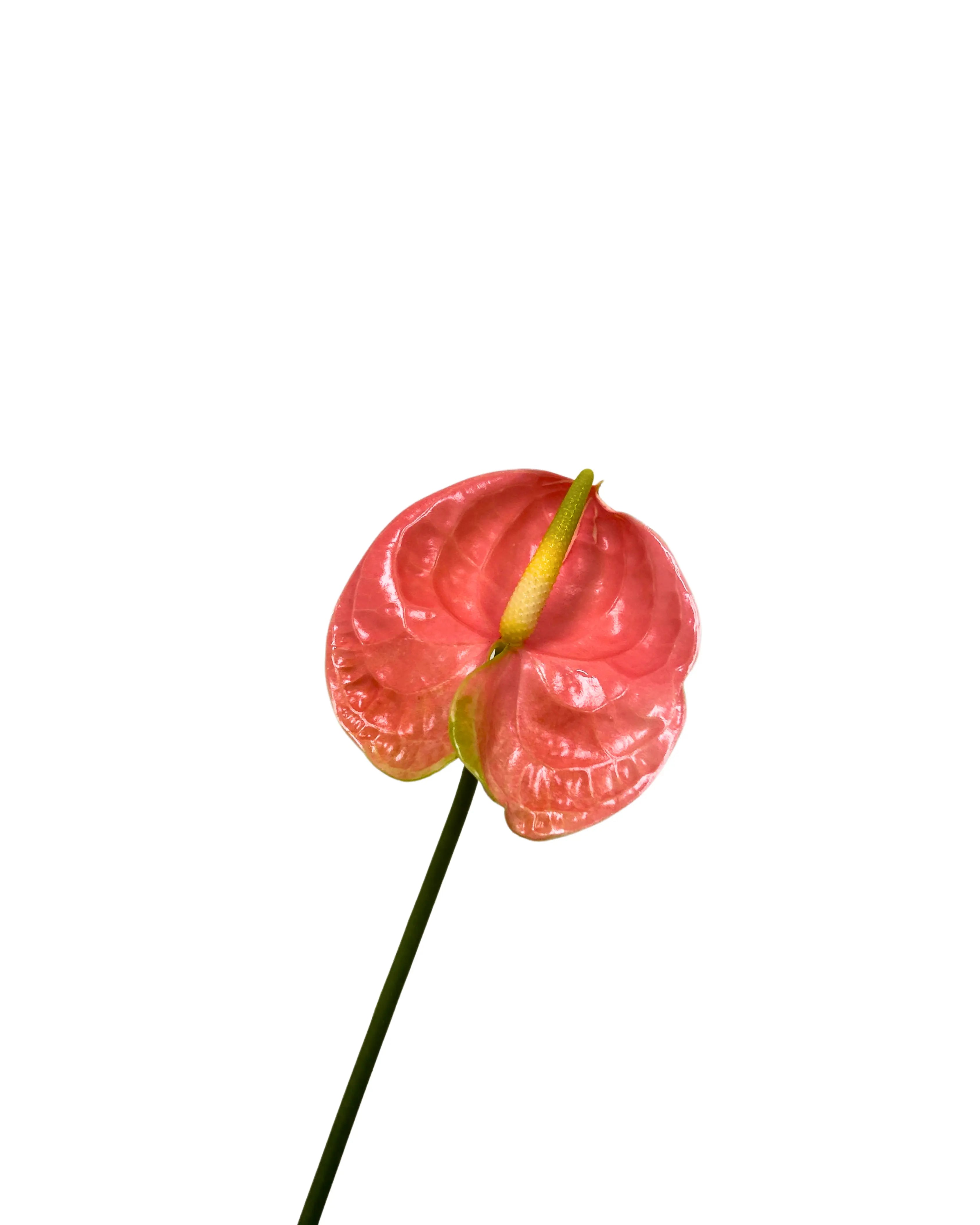 Anthurium Senator Stem