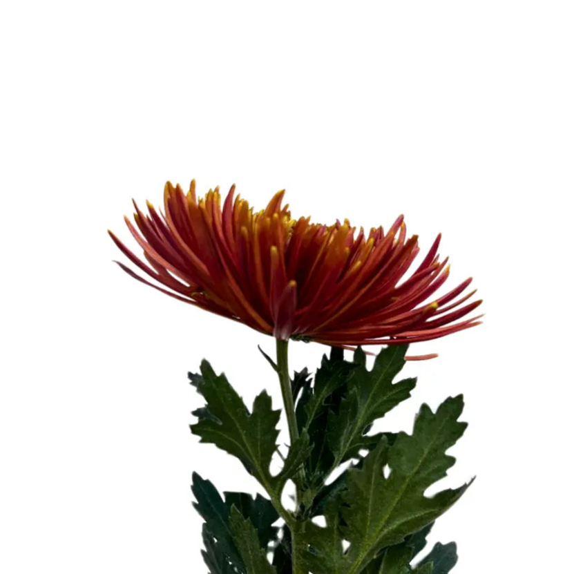 chrysanthemum mum jimba mum anatasia chispa brown