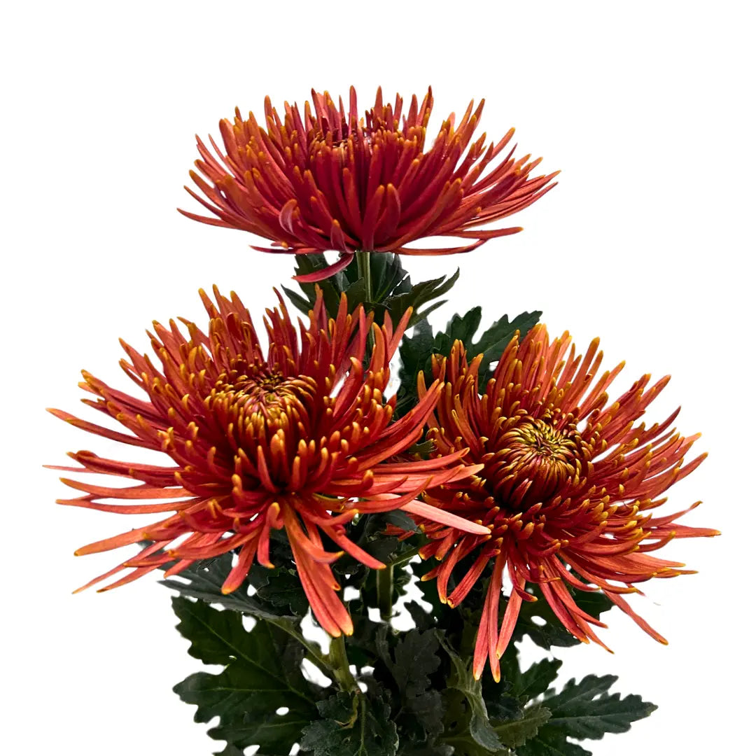 chrysanthemum mum jimba mum anatasia chispa brown