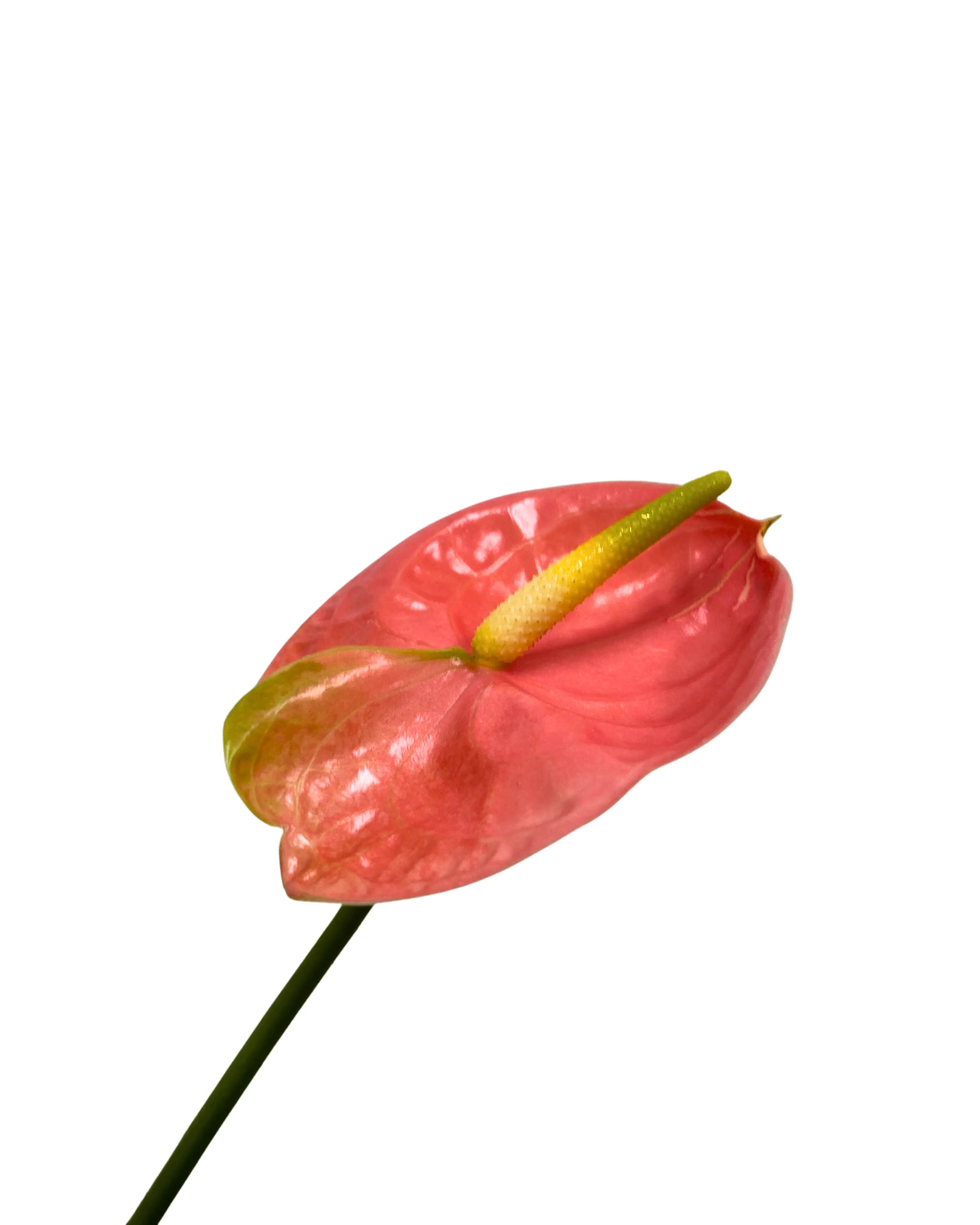 Anthurium Senator Stem