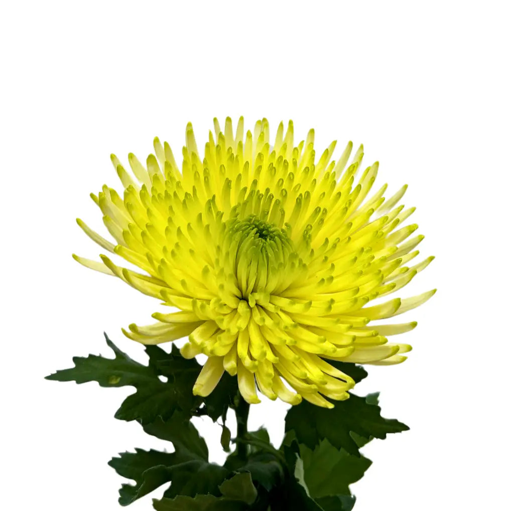 chrysanthemum jimba green