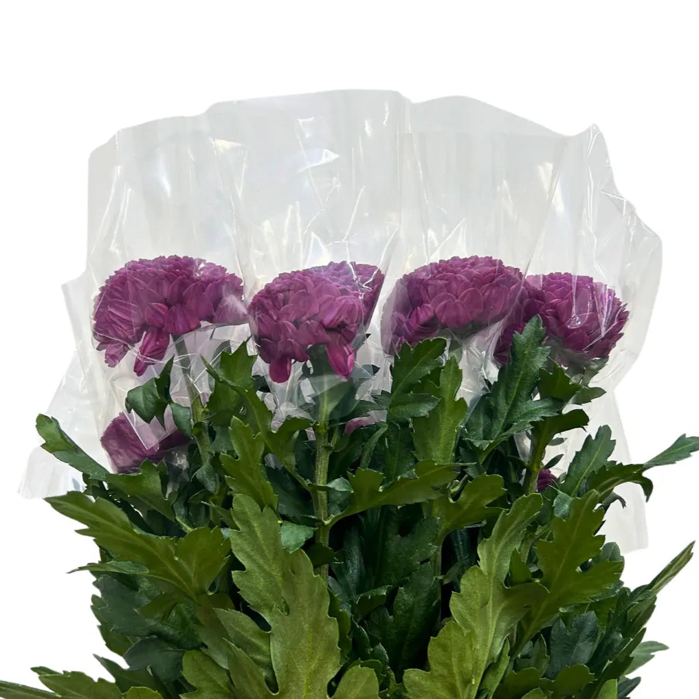 chrysanthemum ping pong purple