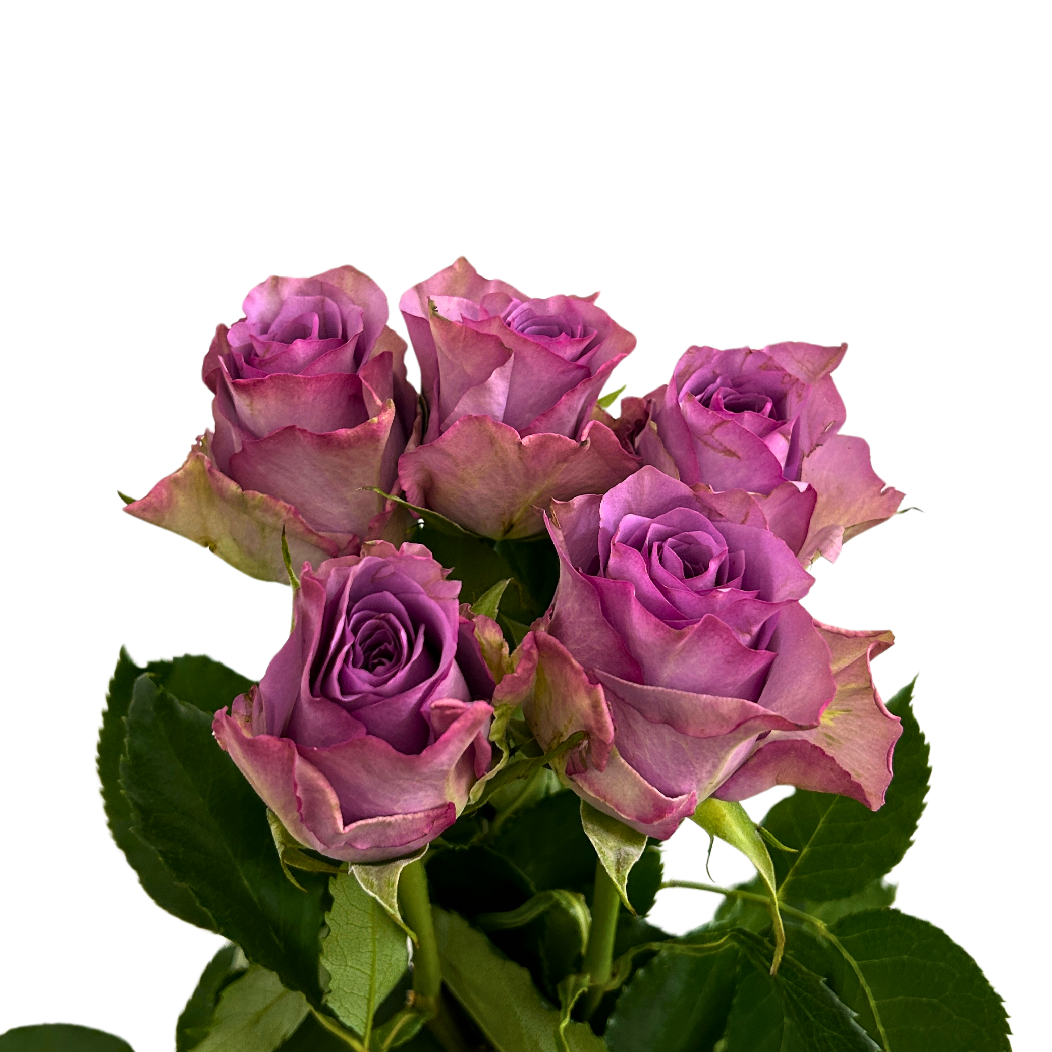Fresh Rose Purple Fairy Malaysia – Wholesale & Delivery