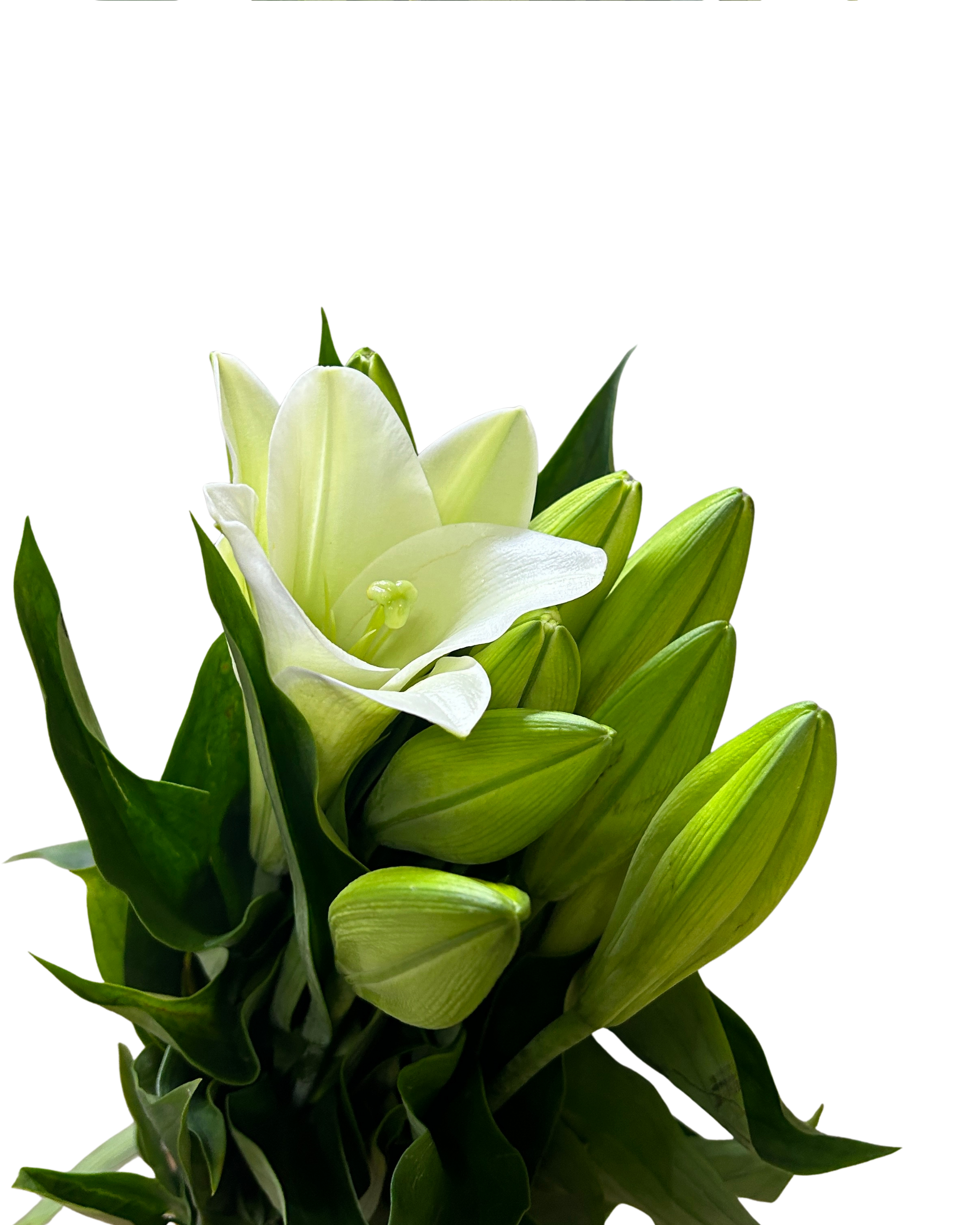 Fresh Madonna Lily White (1) Malaysia – Wholesale & Delivery