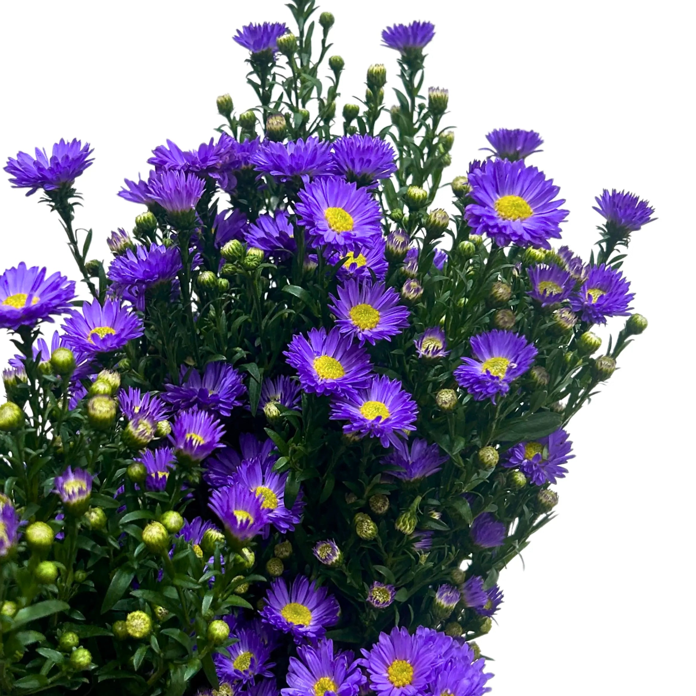 Peacock Light Purple Bunch