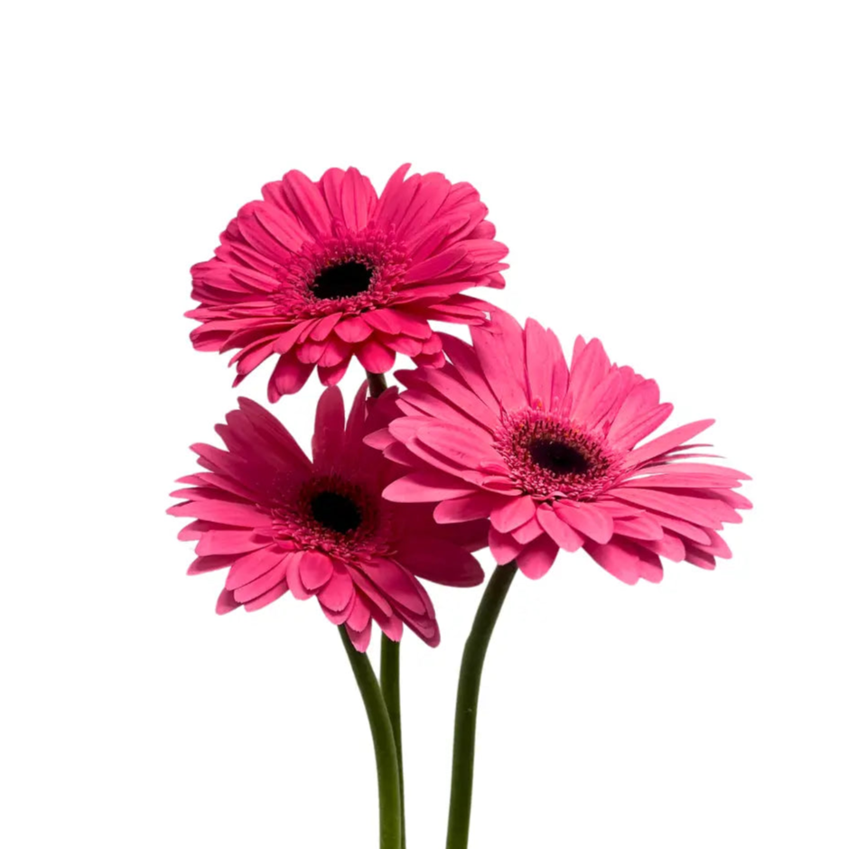 gerbera shocking pink