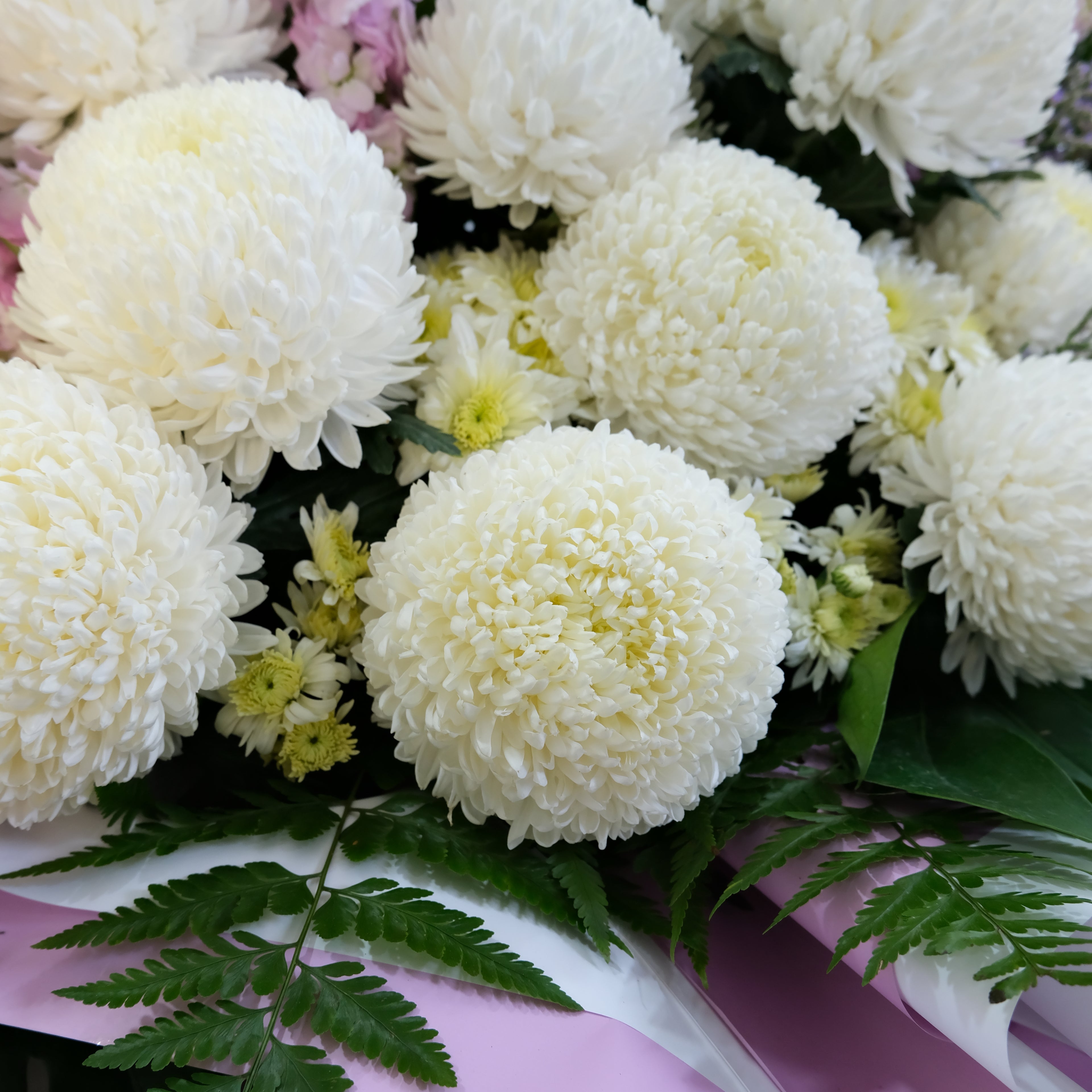 Bouquet of white flowers with green leaves on a pink background