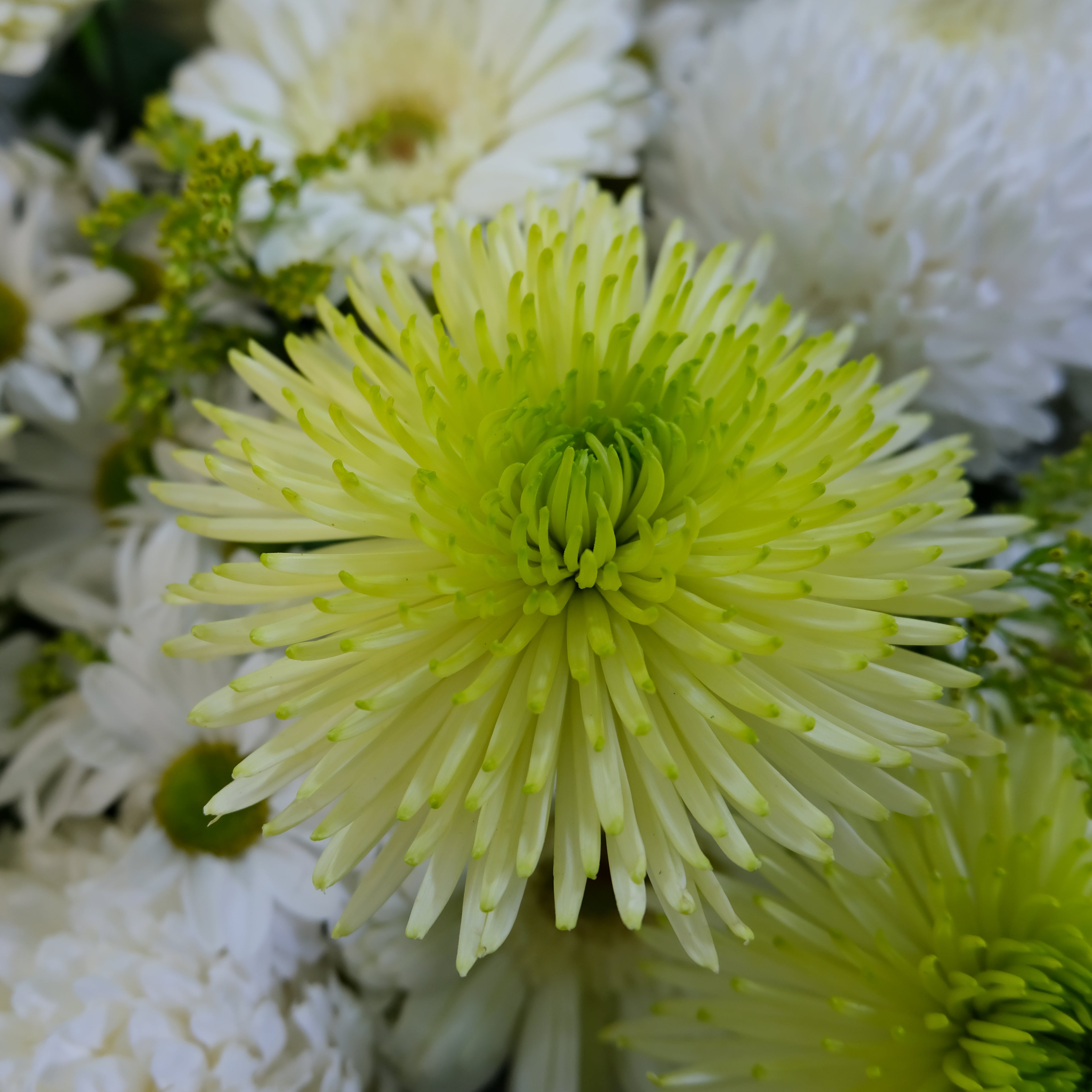 Close-up of a green flower surrounded by white flowers