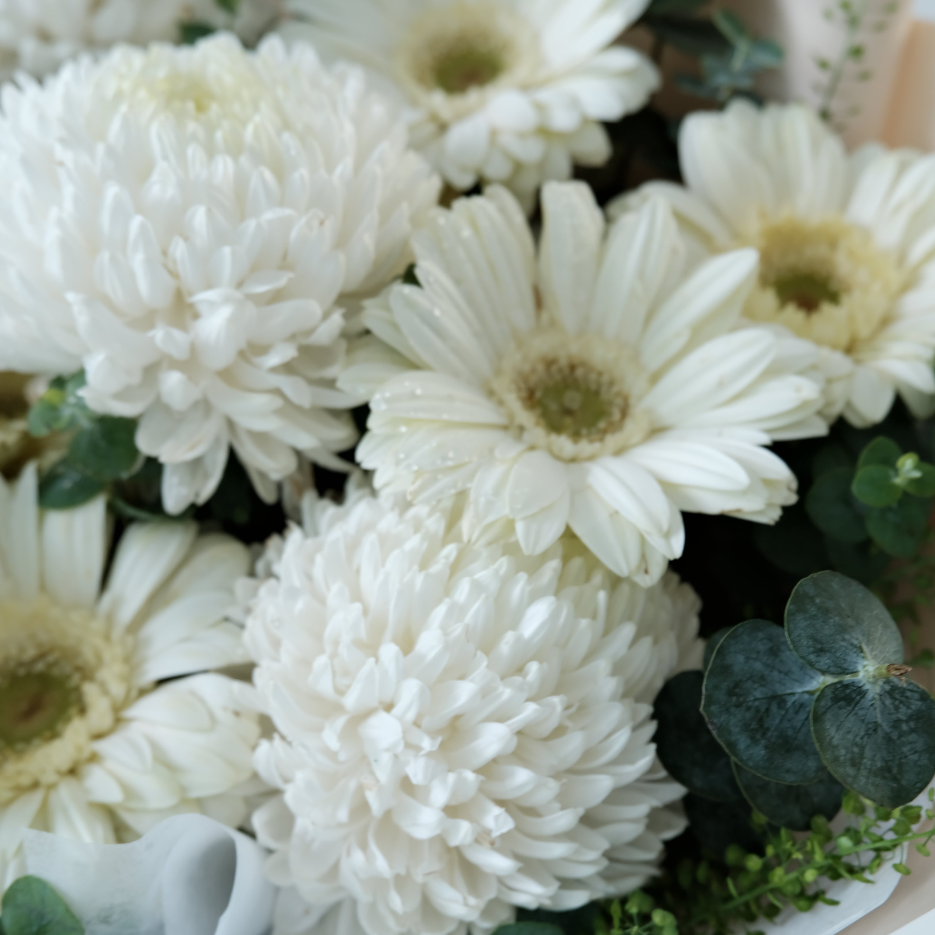 Close-up of white flowers with green leaves