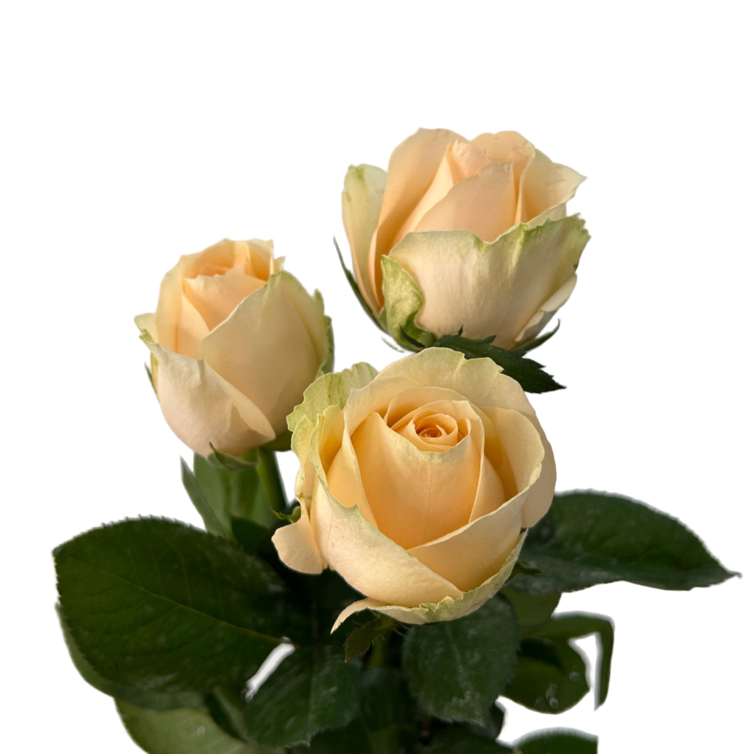 Three beige roses with green leaves on a light gray background