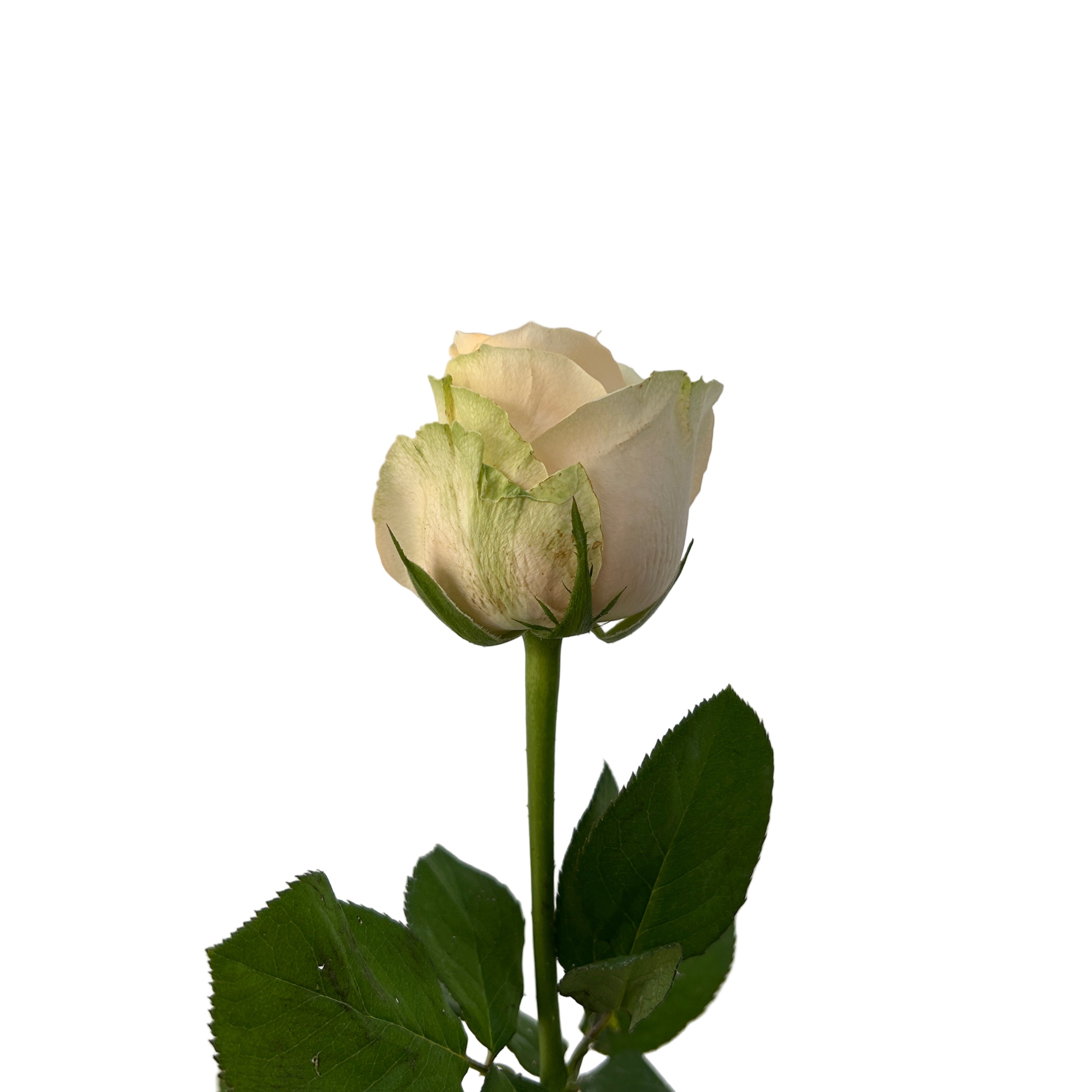 champagne rosebud with green leaves on a light gray background