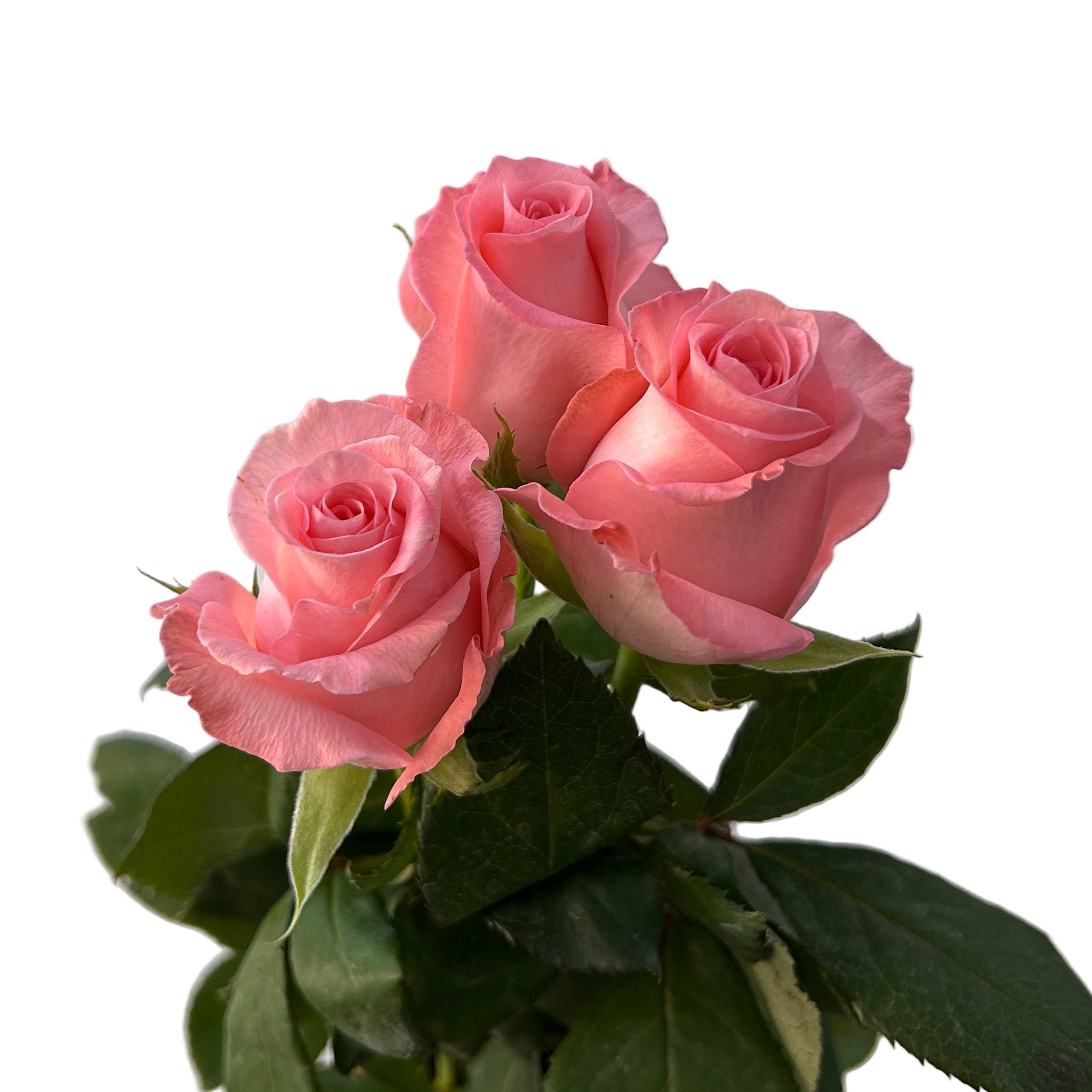 Three pink roses with green leaves on a light gray background