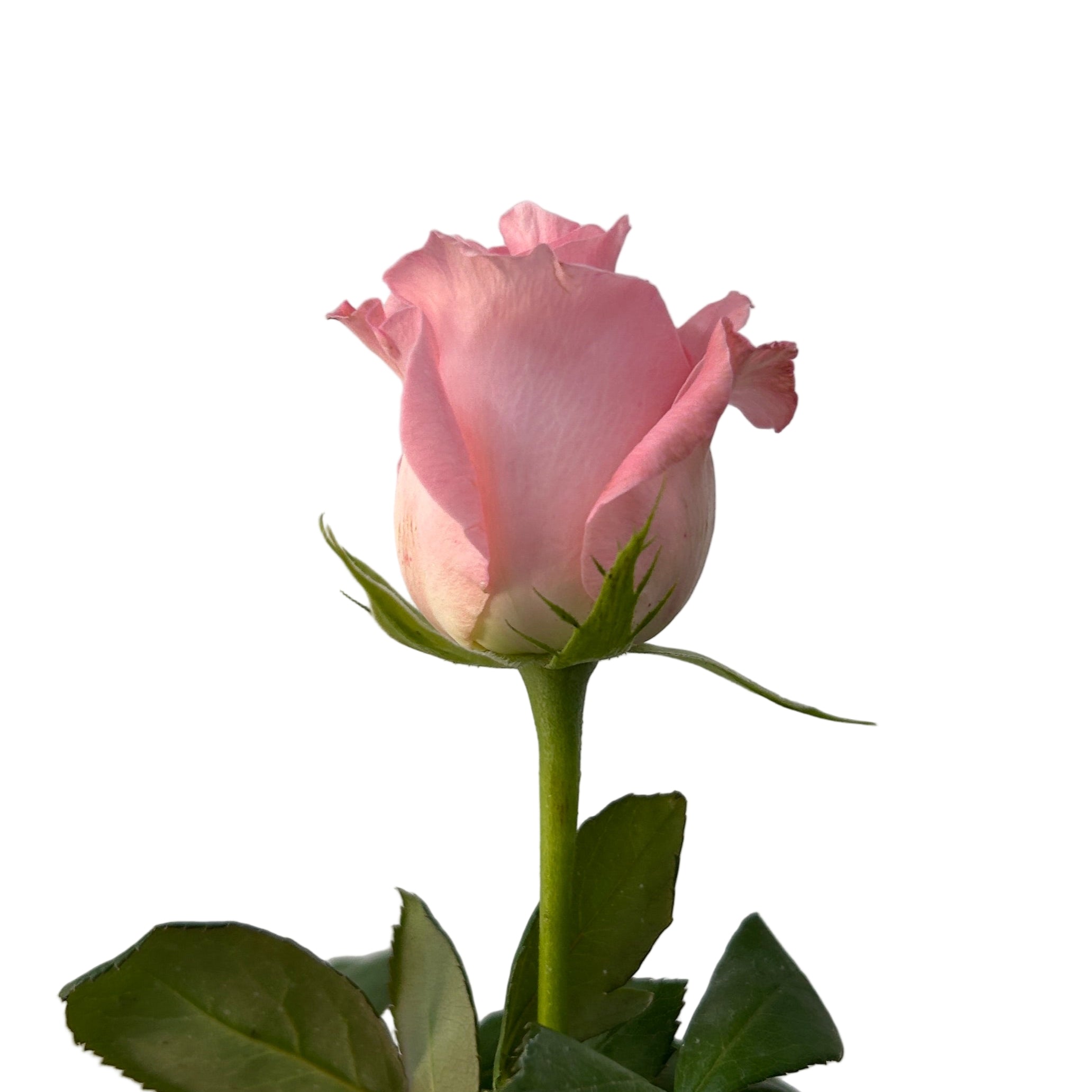 Single pink rose with green leaves against a light gray background
