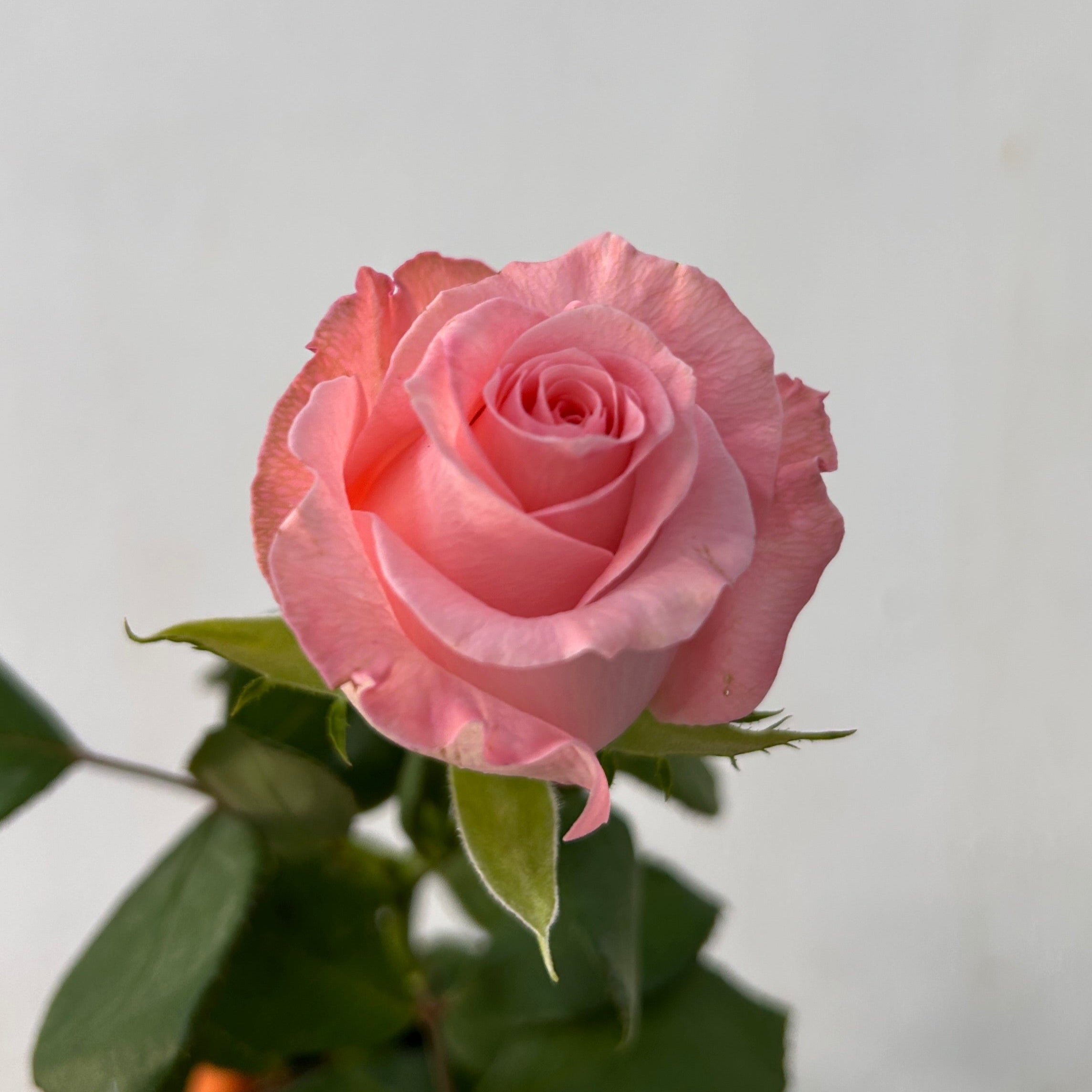 Close-up of a pink rose with green leaves on a light gray background