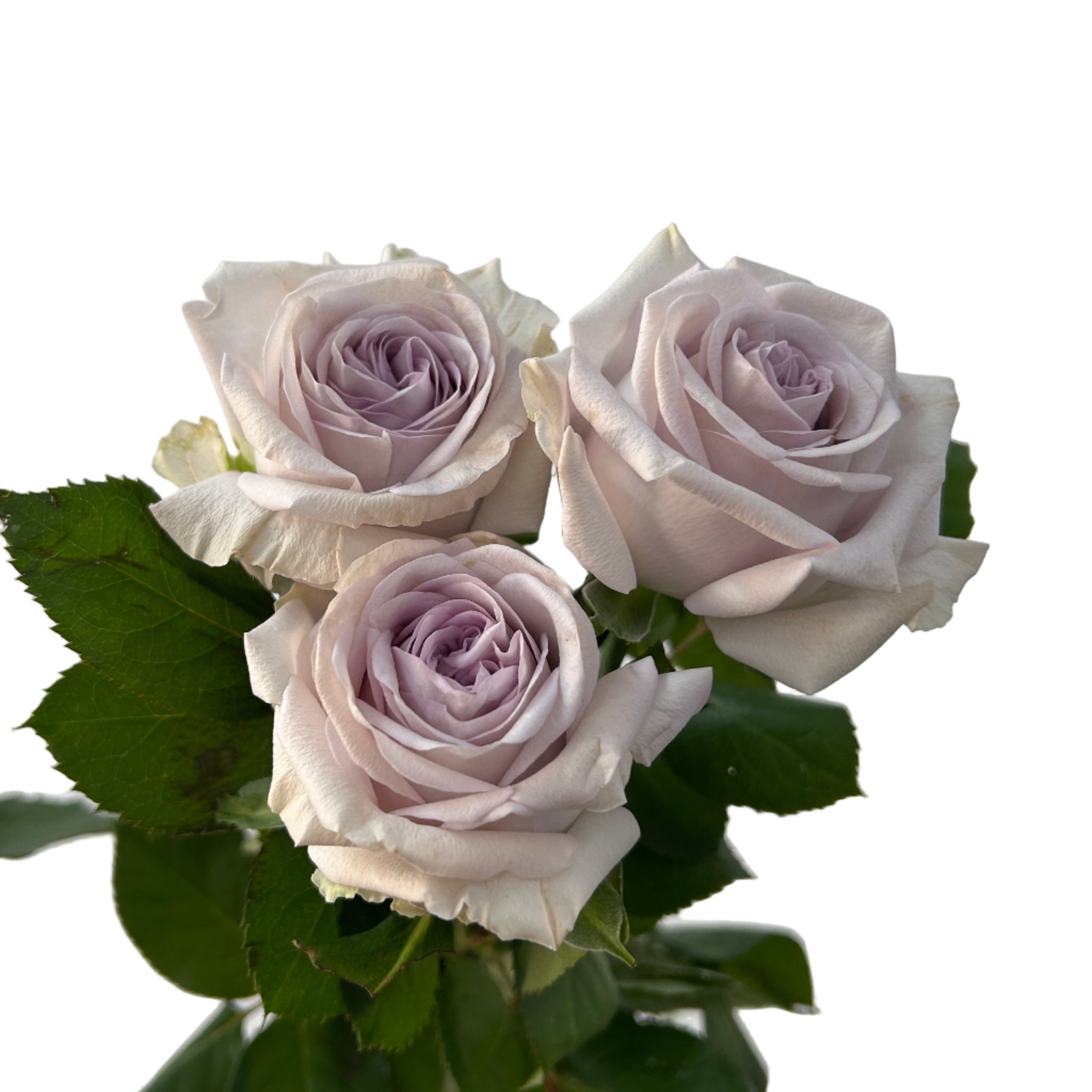 Bouquet of light purple roses with green leaves on a light gray background