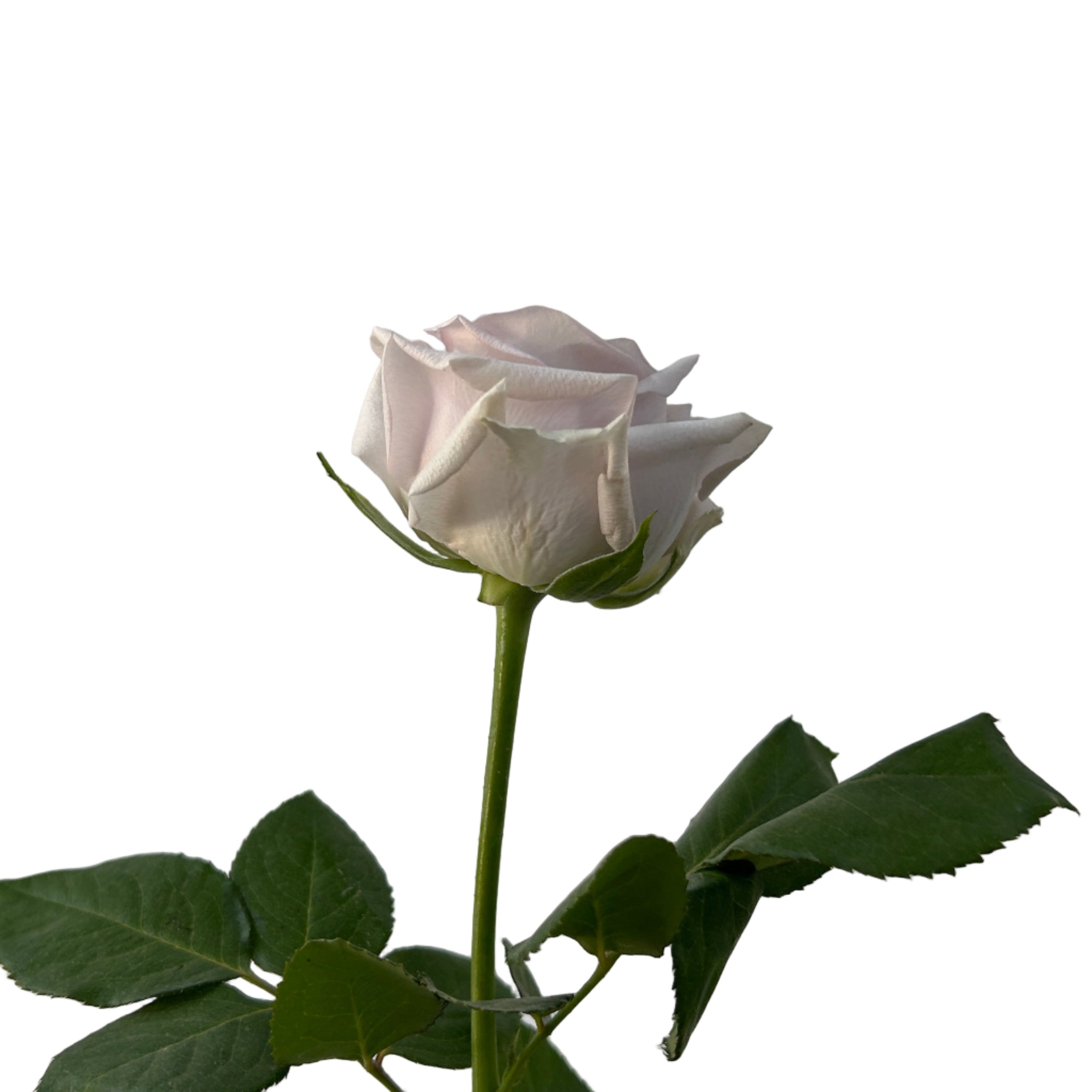 Single purple rose with green leaves against a light gray background